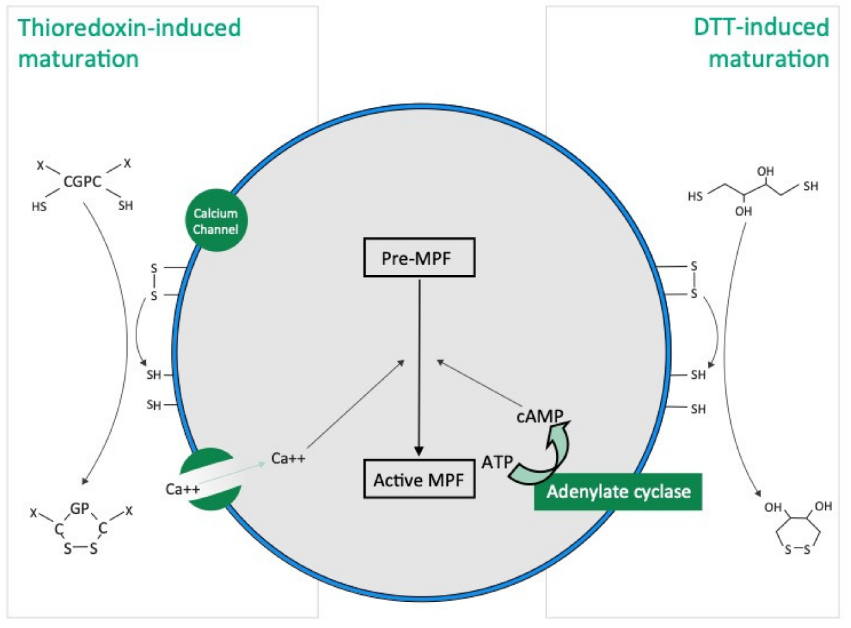 Antioxidants 10 01201 g007 550