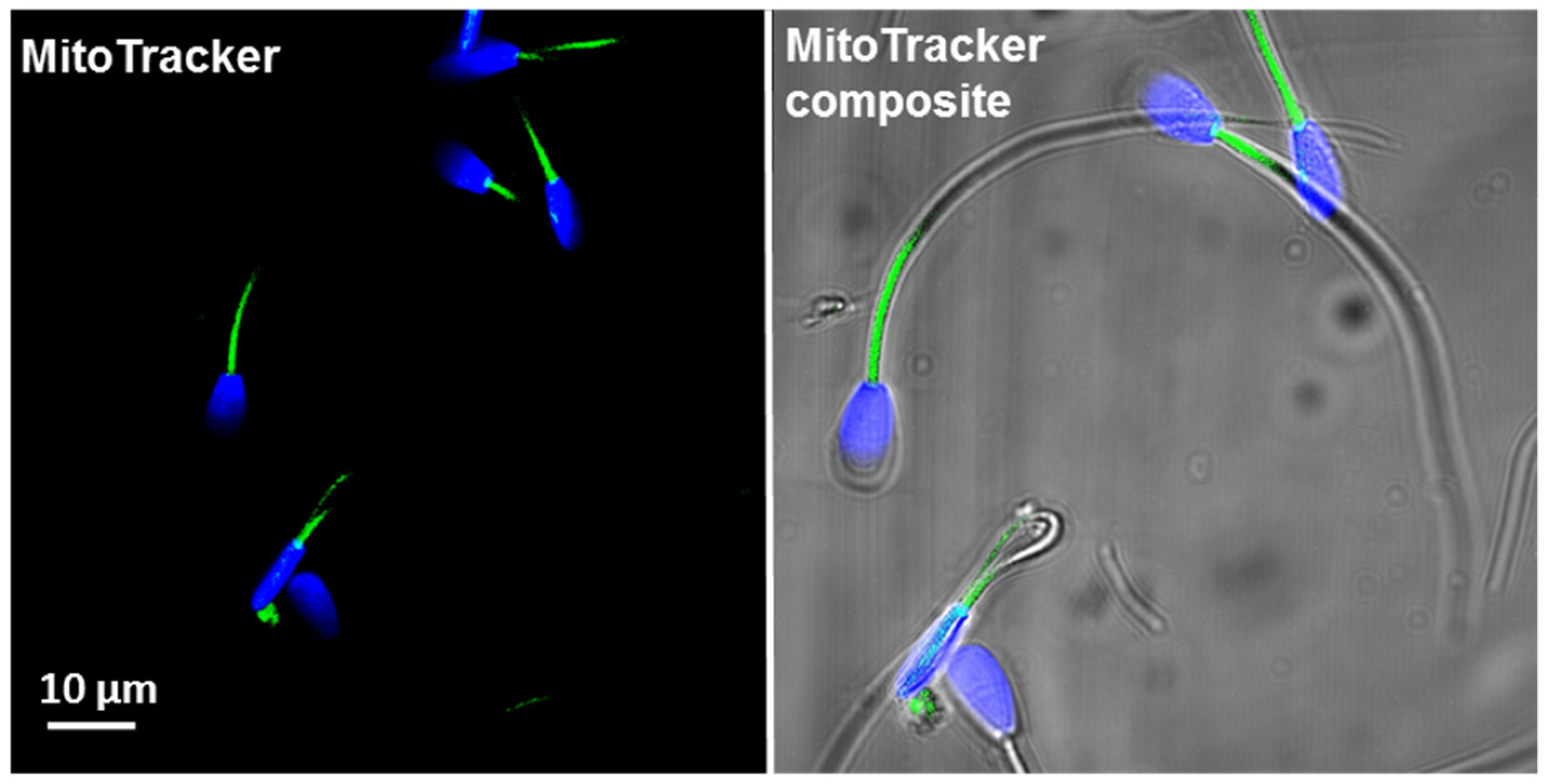 Antioxidants 10 01204 g002 550