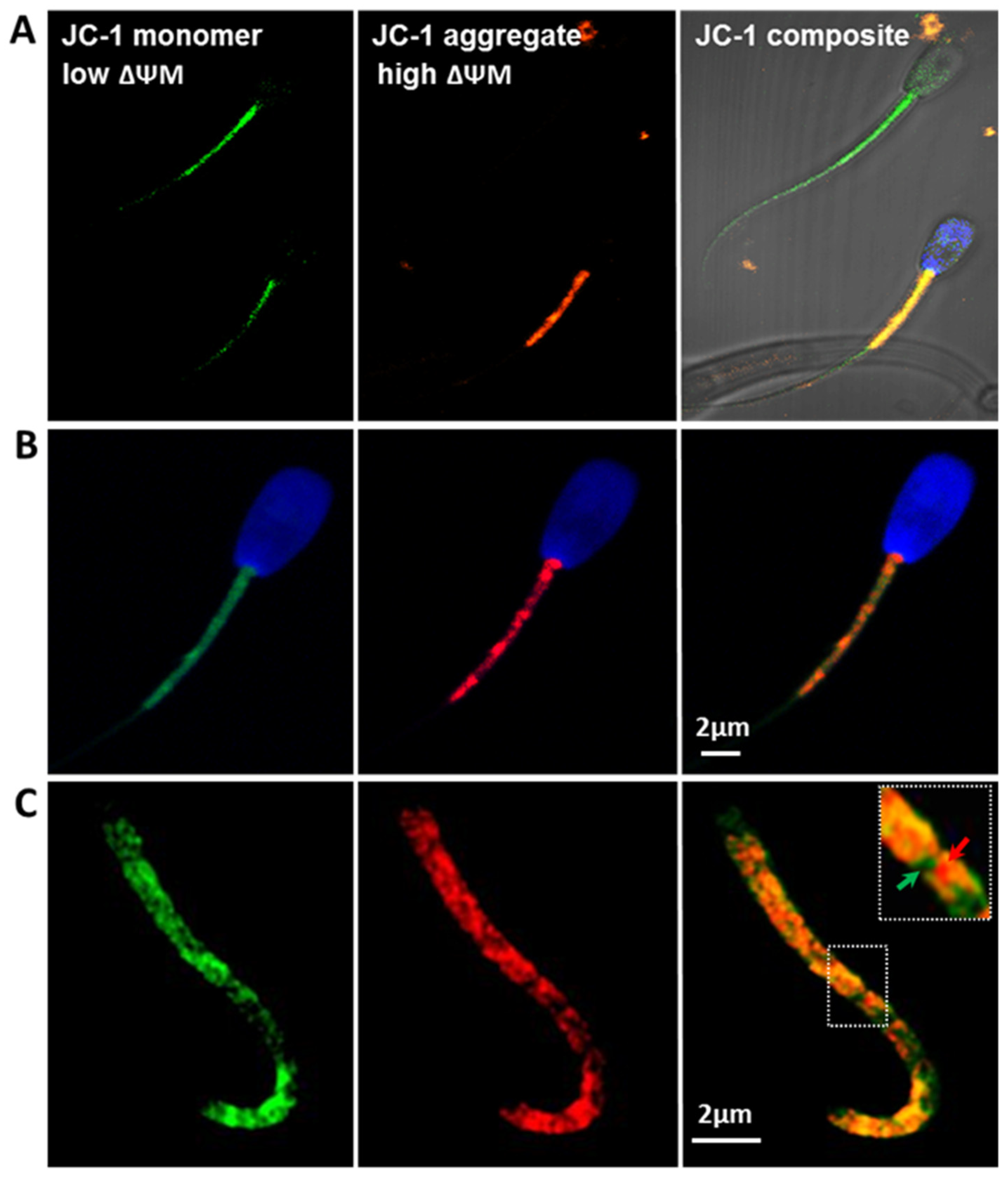 Antioxidants 10 01204 g004 550