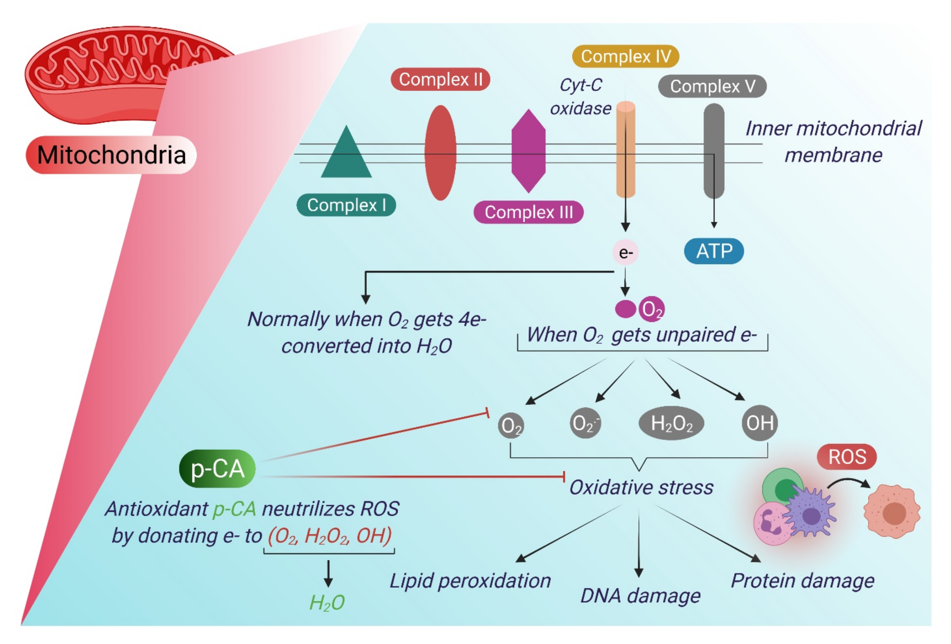 Antioxidants 10 01205 g001