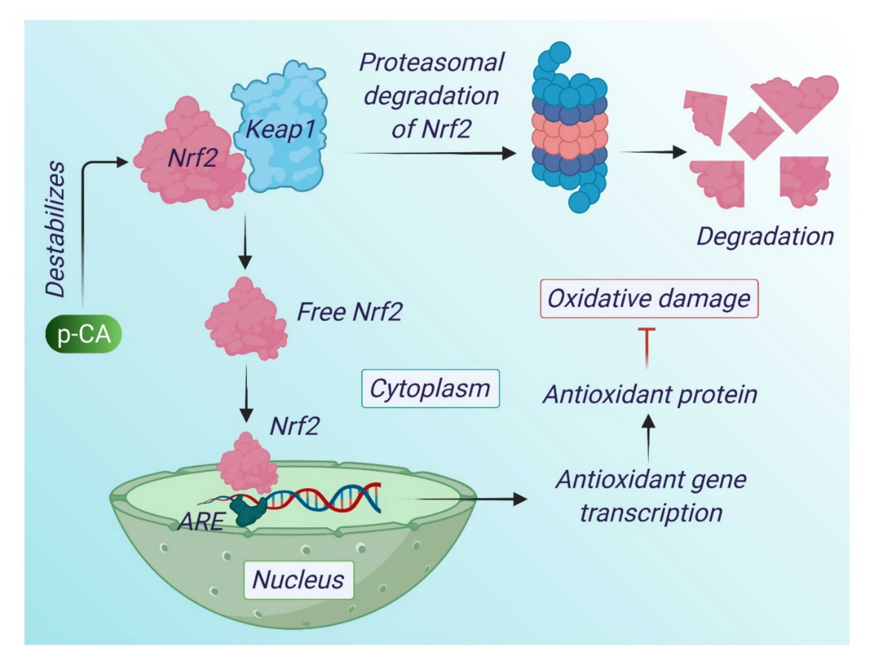 Antioxidants 10 01205 g002