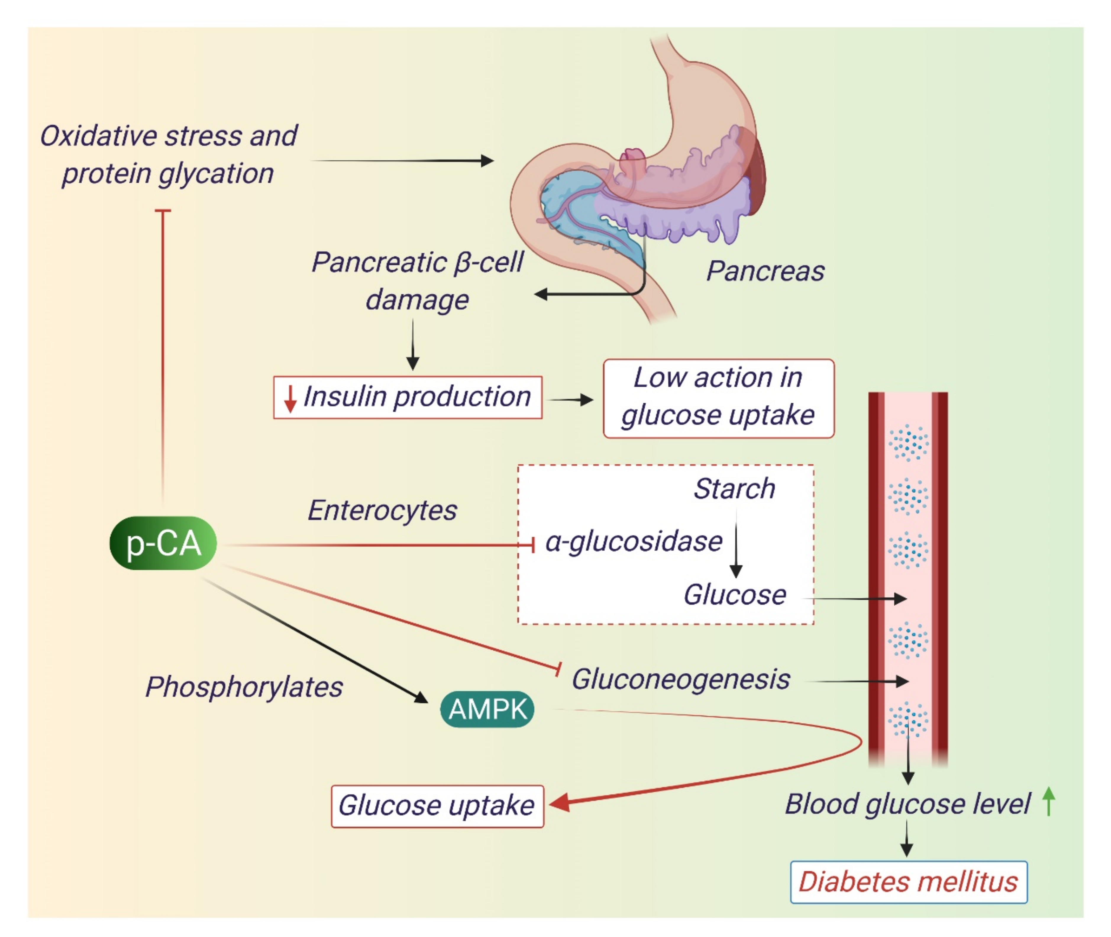 Antioxidants 10 01205 g005