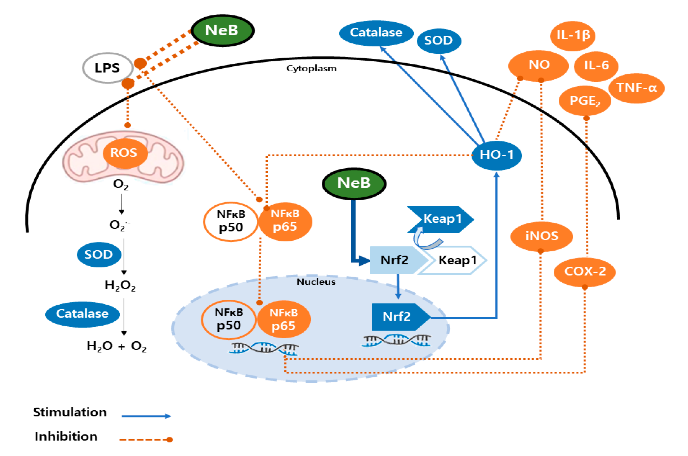 Antioxidants 10 01208 g007