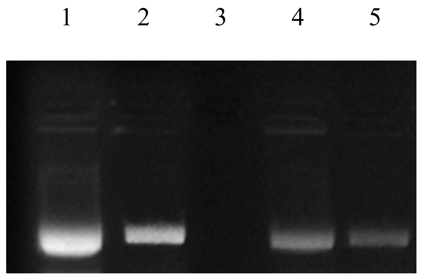 Antioxidants 10 01214 g005