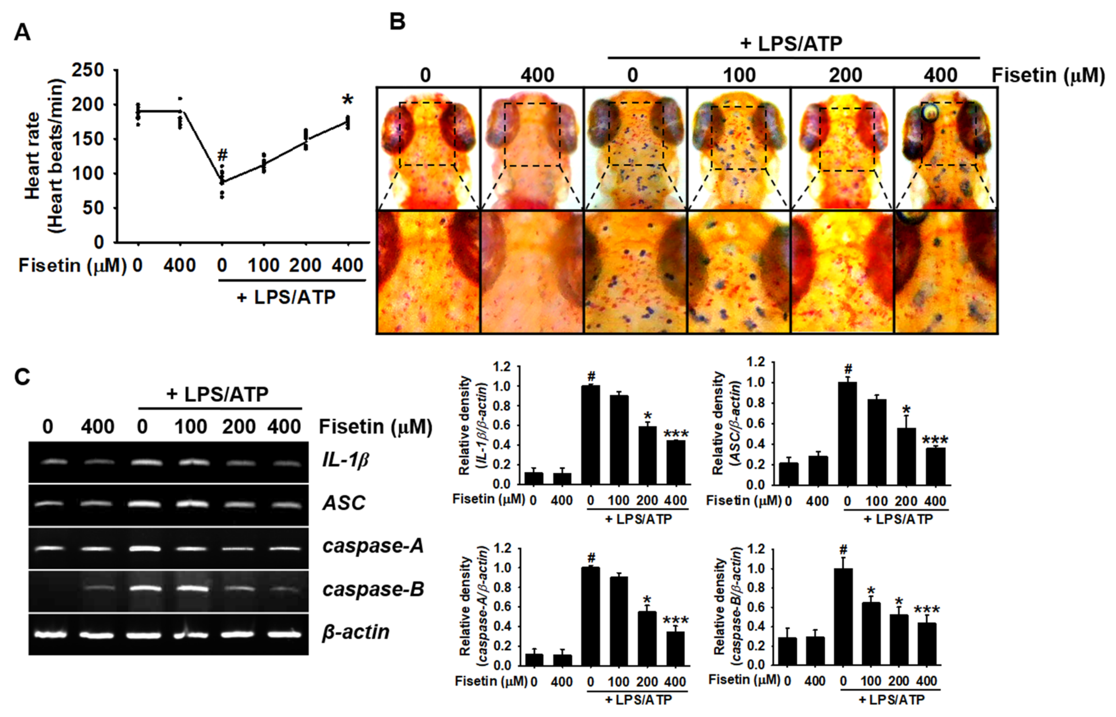 Antioxidants 10 01215 g007