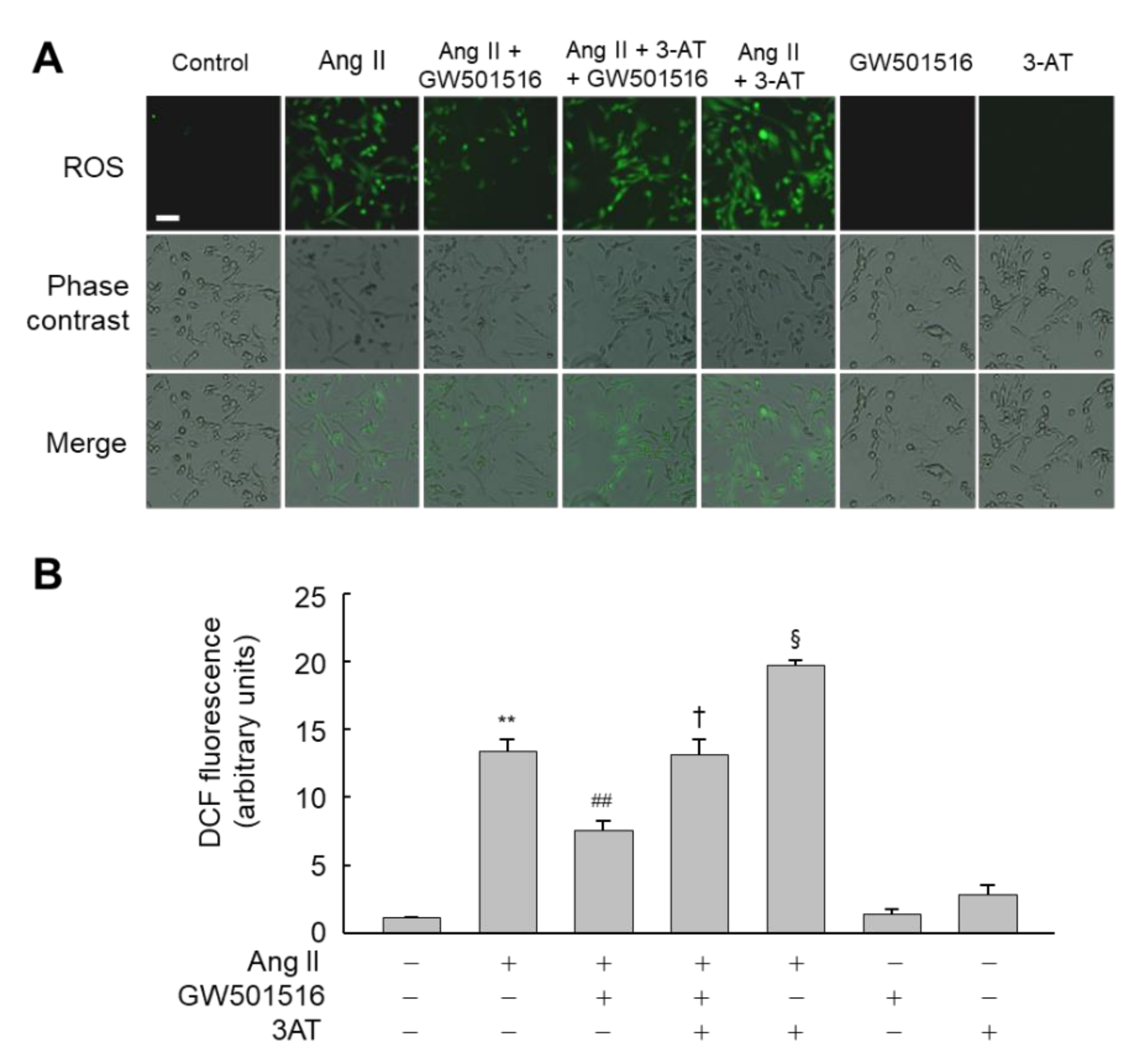 Antioxidants 10 01223 g005