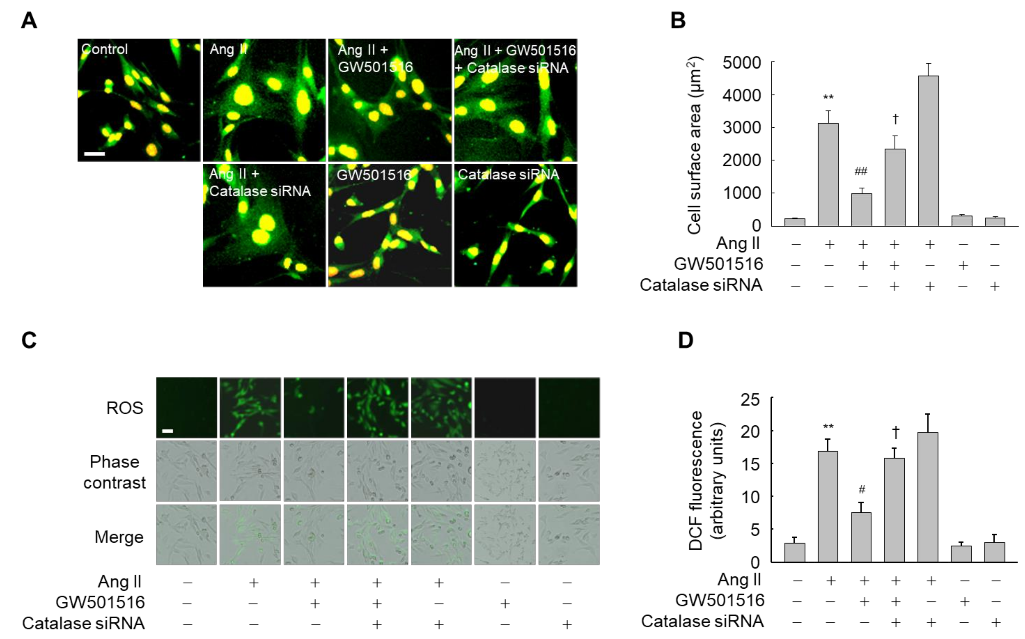 Antioxidants 10 01223 g006