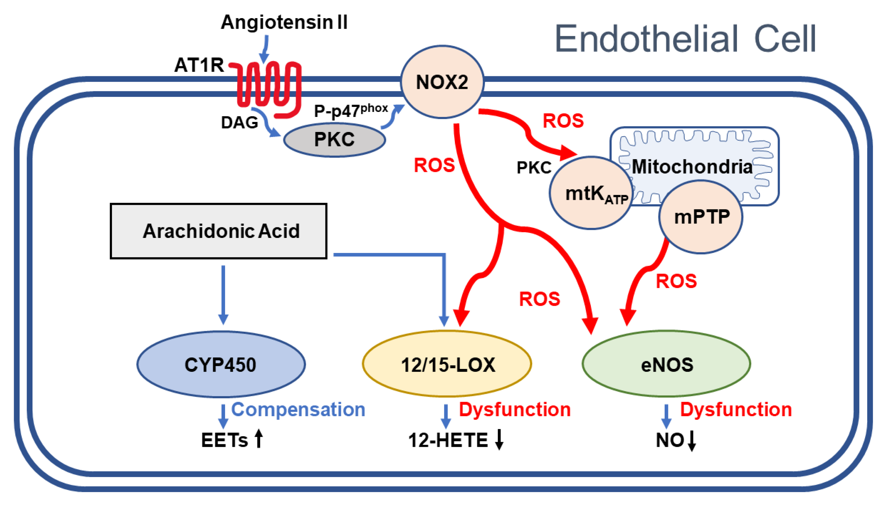 Antioxidants 10 01238 g006