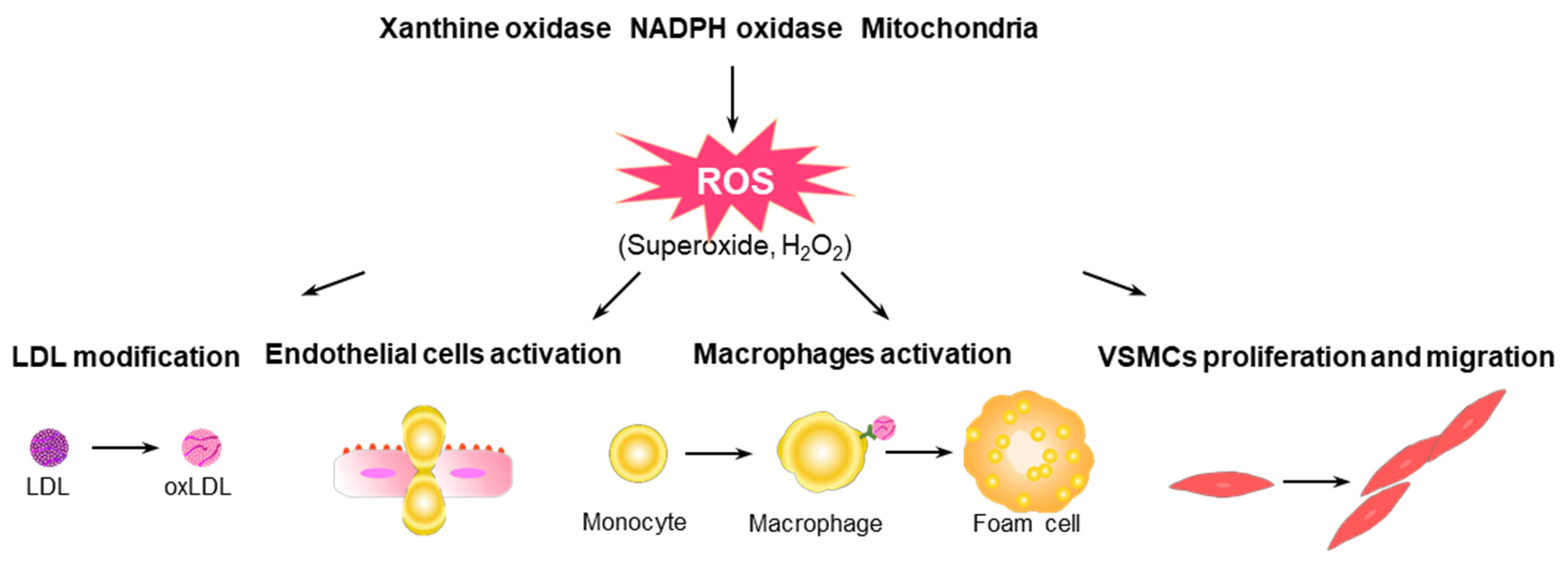 Antioxidants 10 01244 g001 550