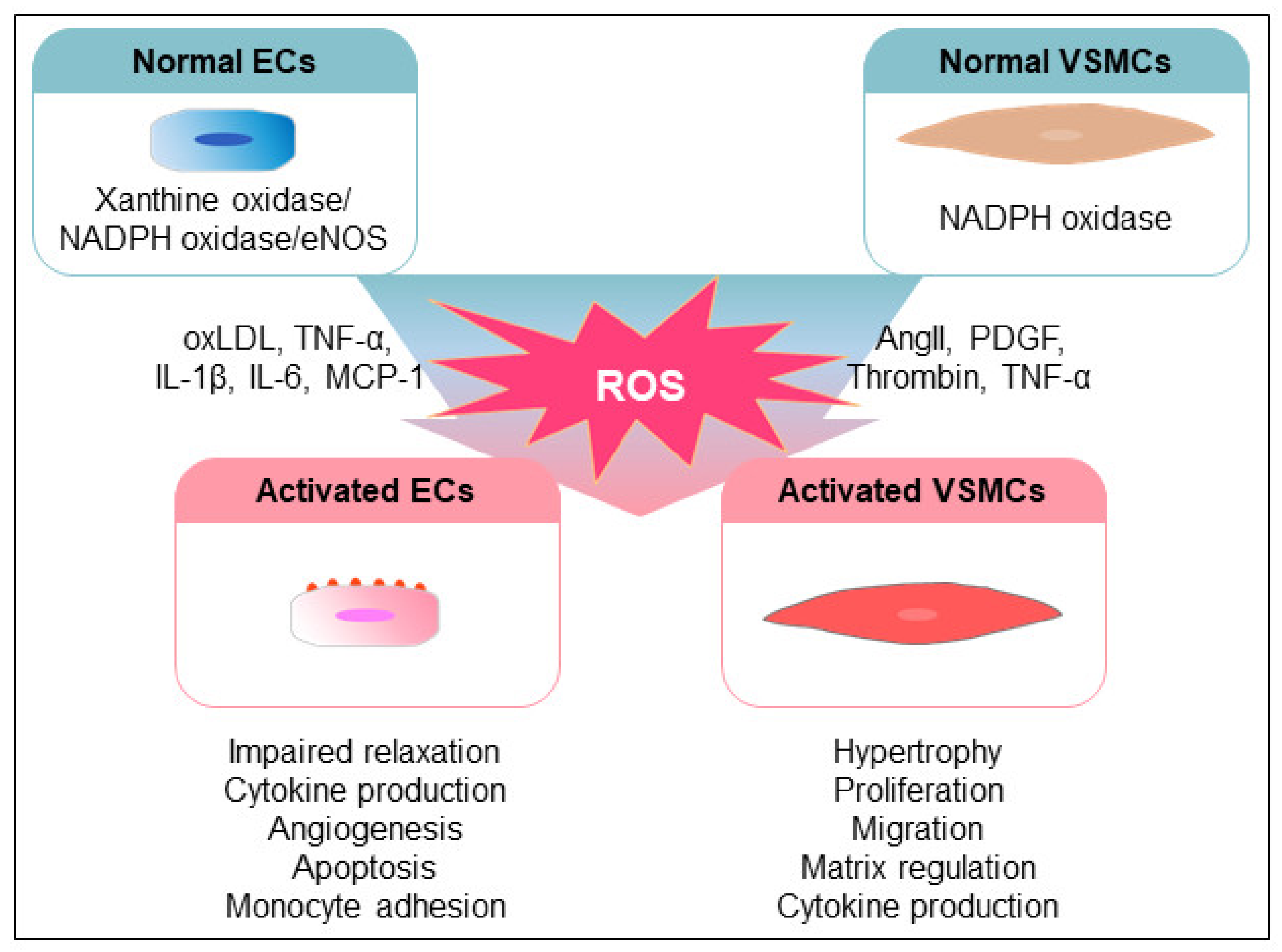 Antioxidants 10 01244 g003 550