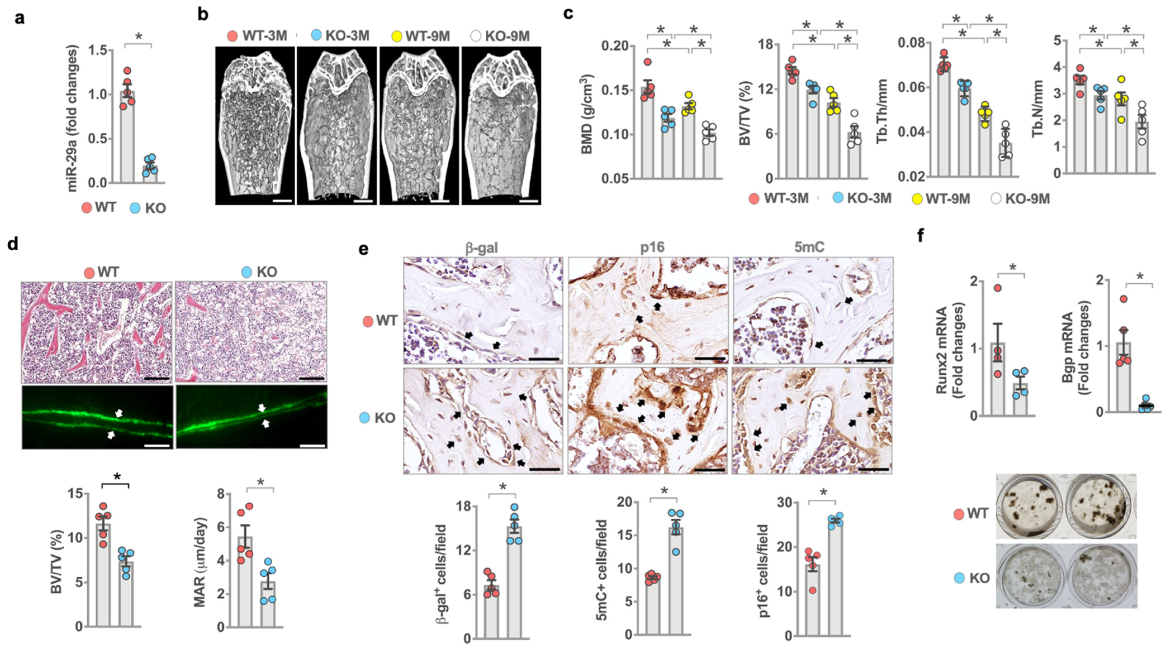 Antioxidants 10 01248 g002