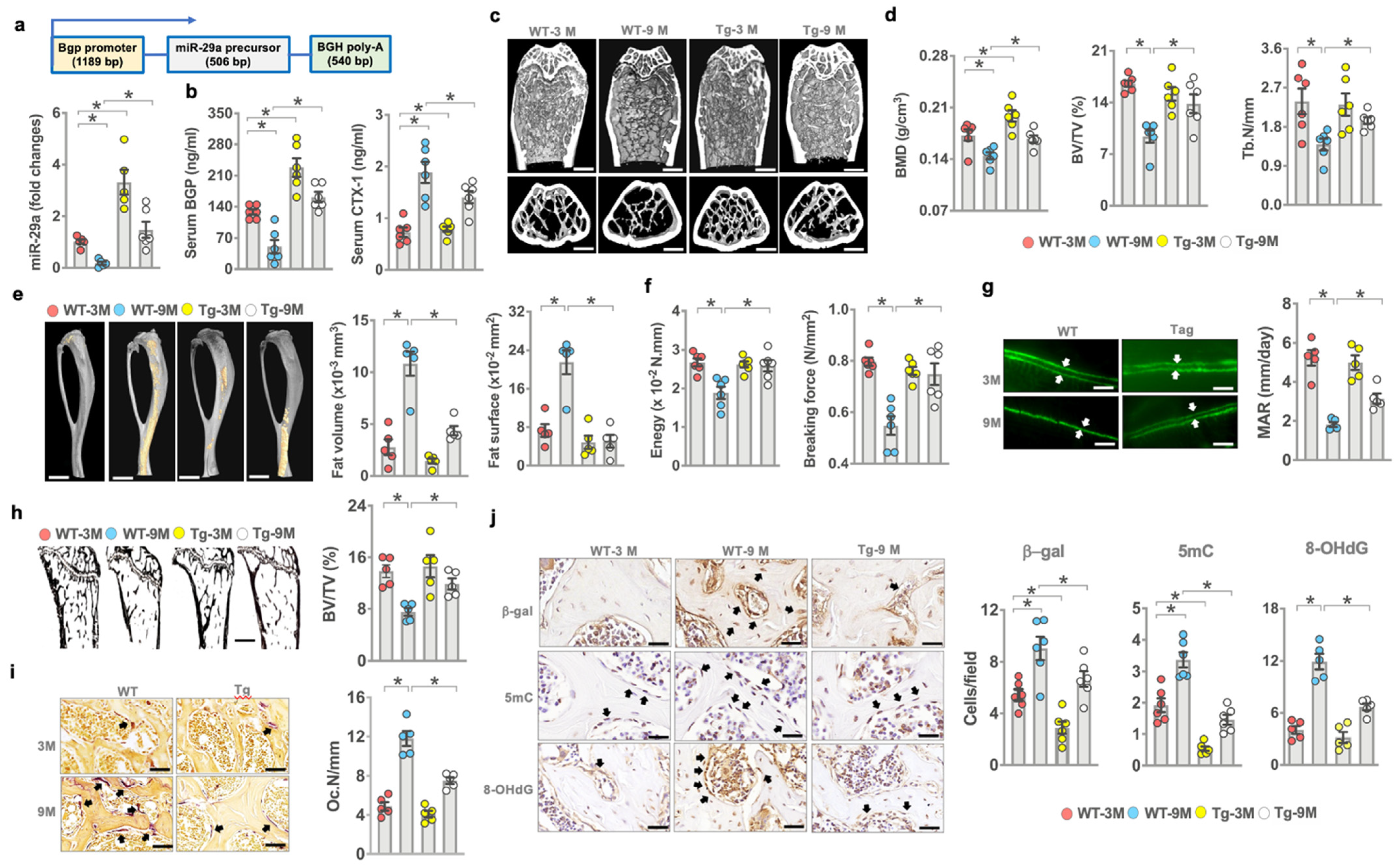Antioxidants 10 01248 g003