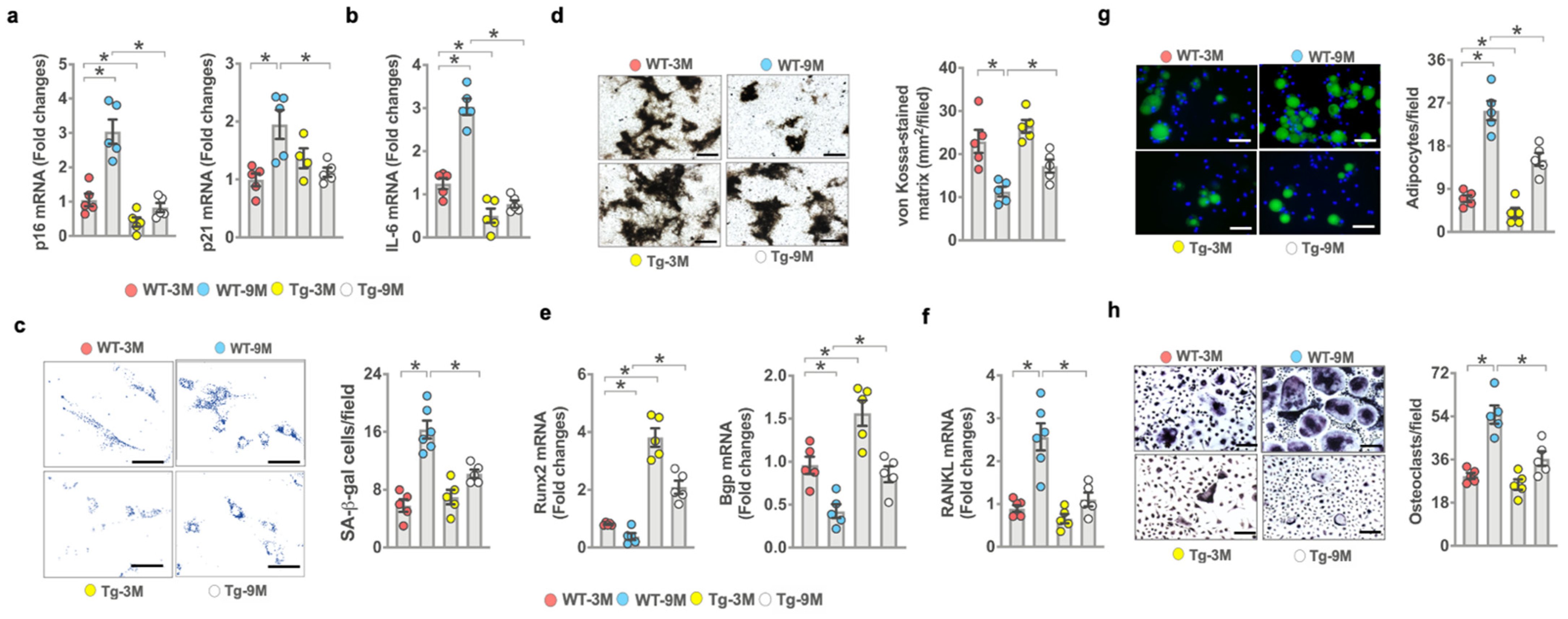 Antioxidants 10 01248 g004