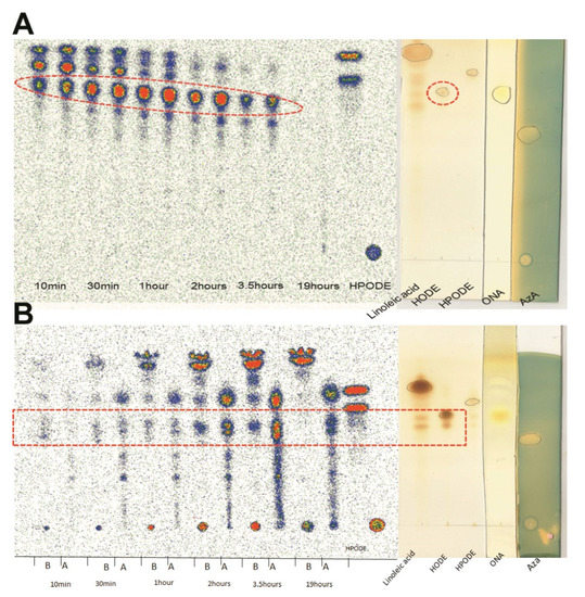 Intestinal and Hepatic Uptake of Dietary Peroxidized Lipids