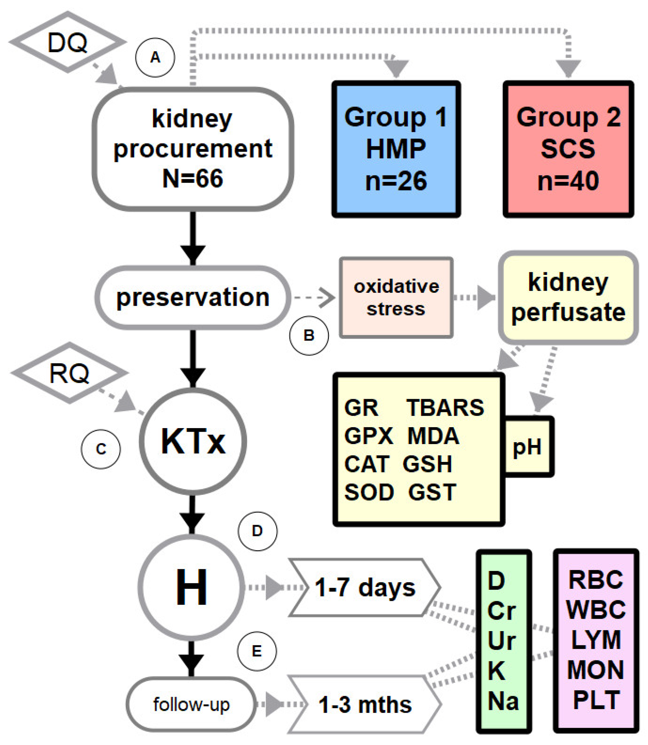Antioxidants Free Full Text Assessment Of Oxidative Stress Markers In Hypothermic Preservation Of Transplanted Kidneys Html