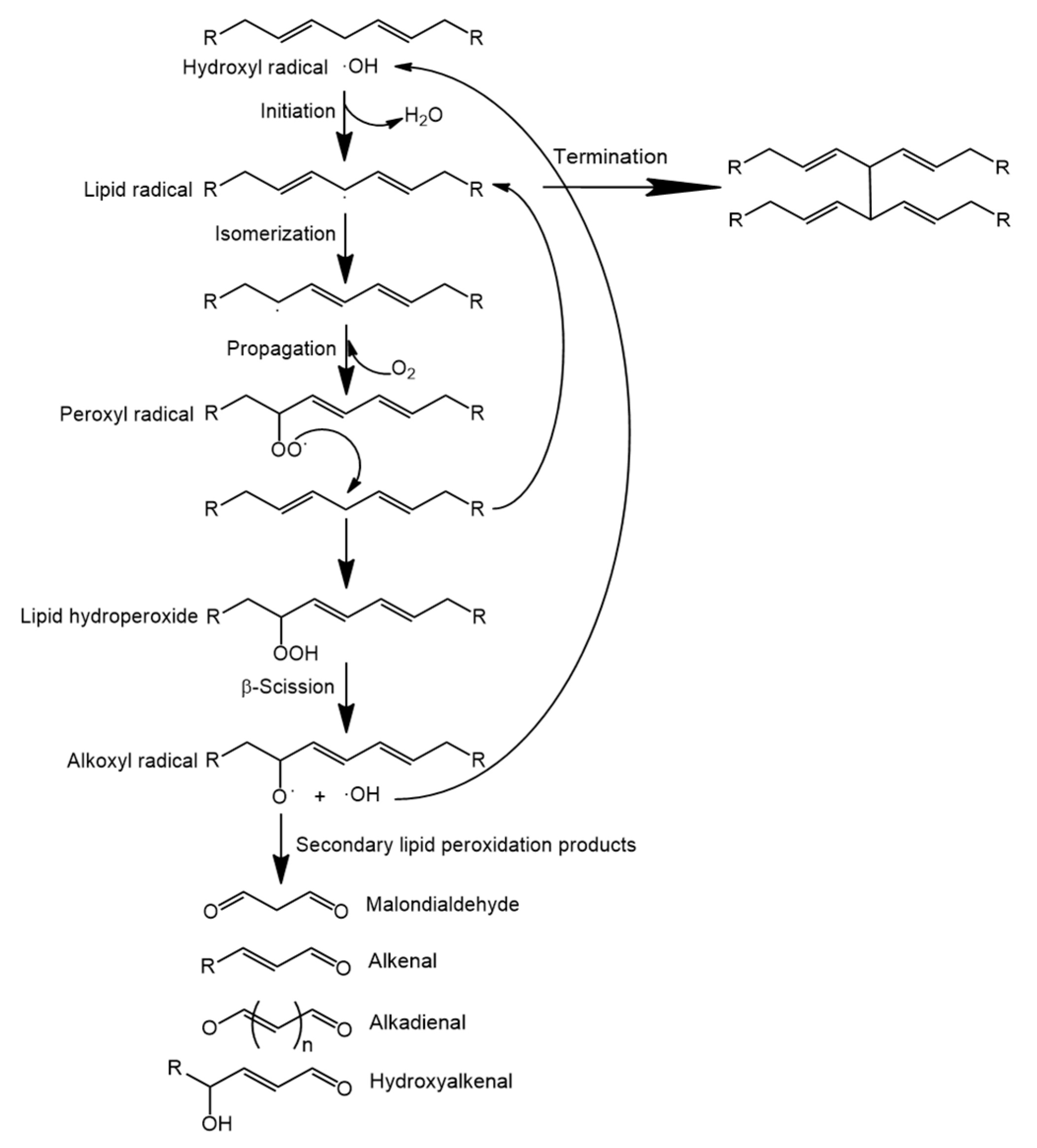 Antioxidants 10 01264 g003