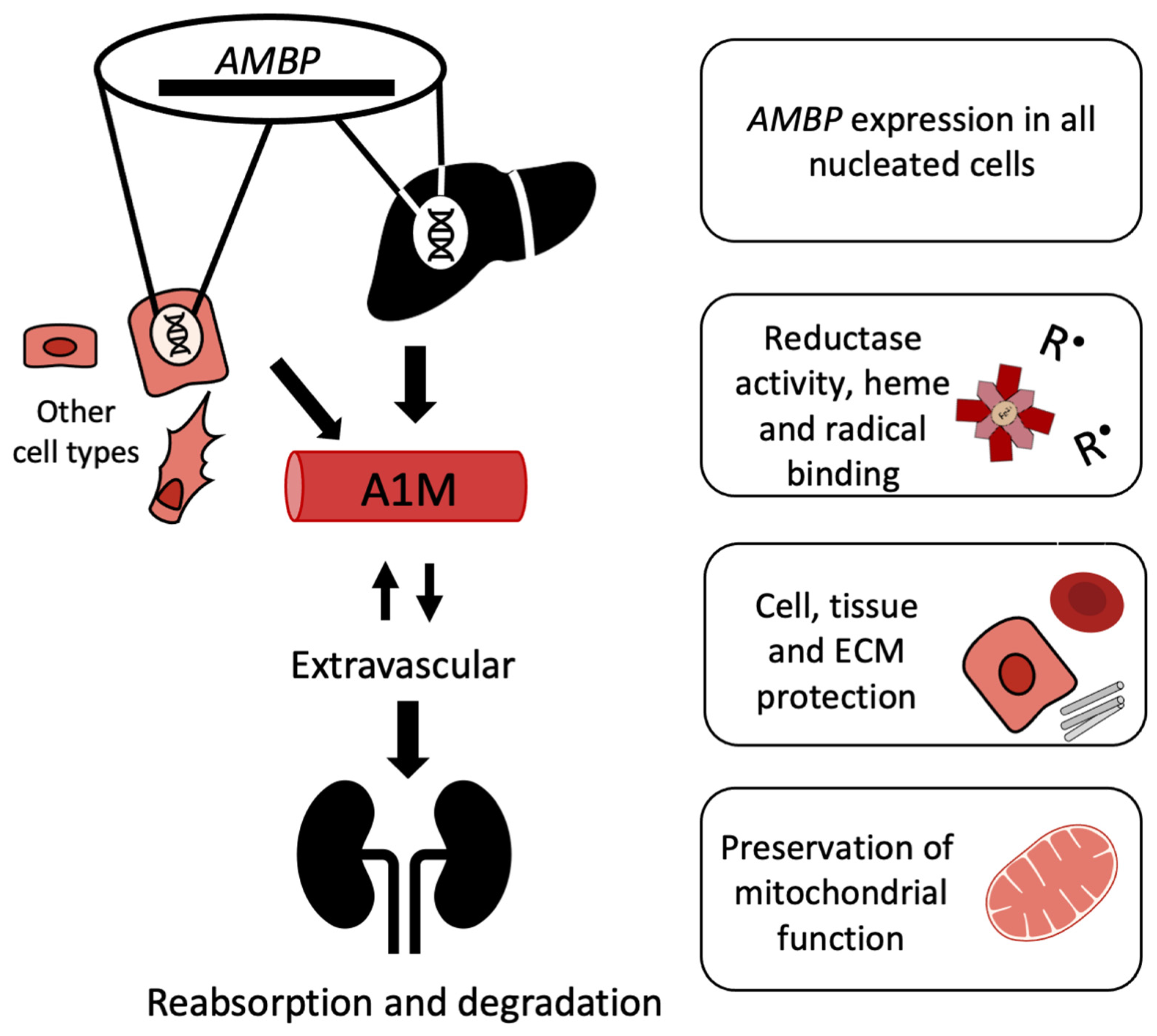 Antioxidants 10 01271 g003 Antioxidants 10 01271 g003