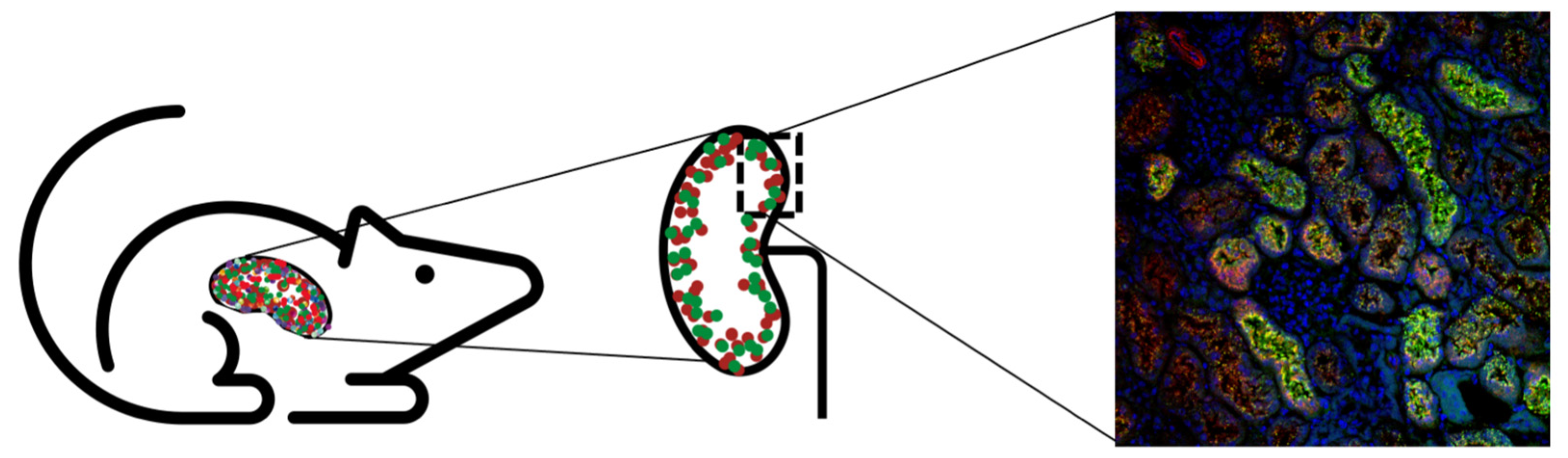 Antioxidants 10 01271 g004 Antioxidants 10 01271 g004