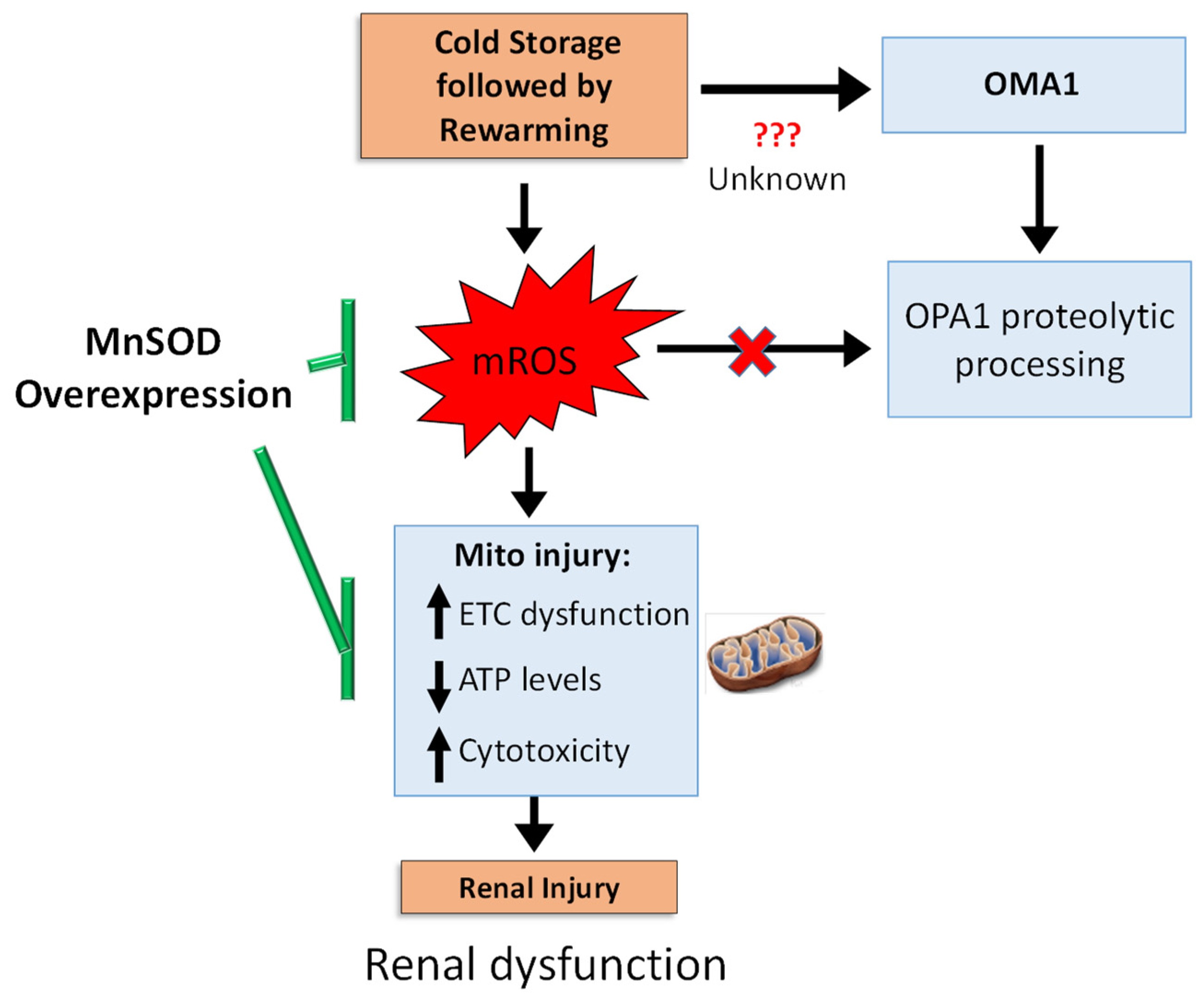 Antioxidants 10 01272 g007