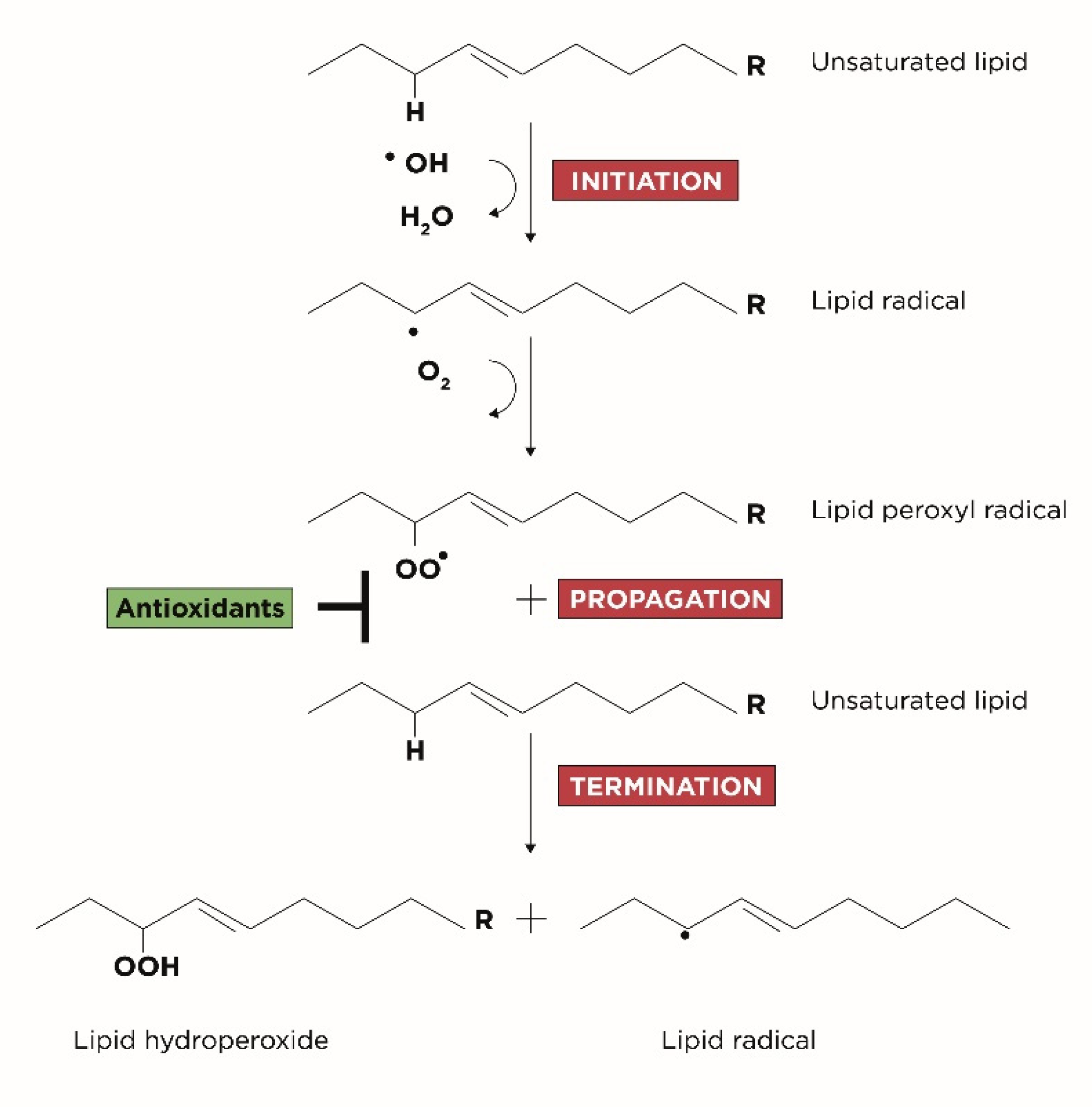 Antioxidants 10 01283 g001