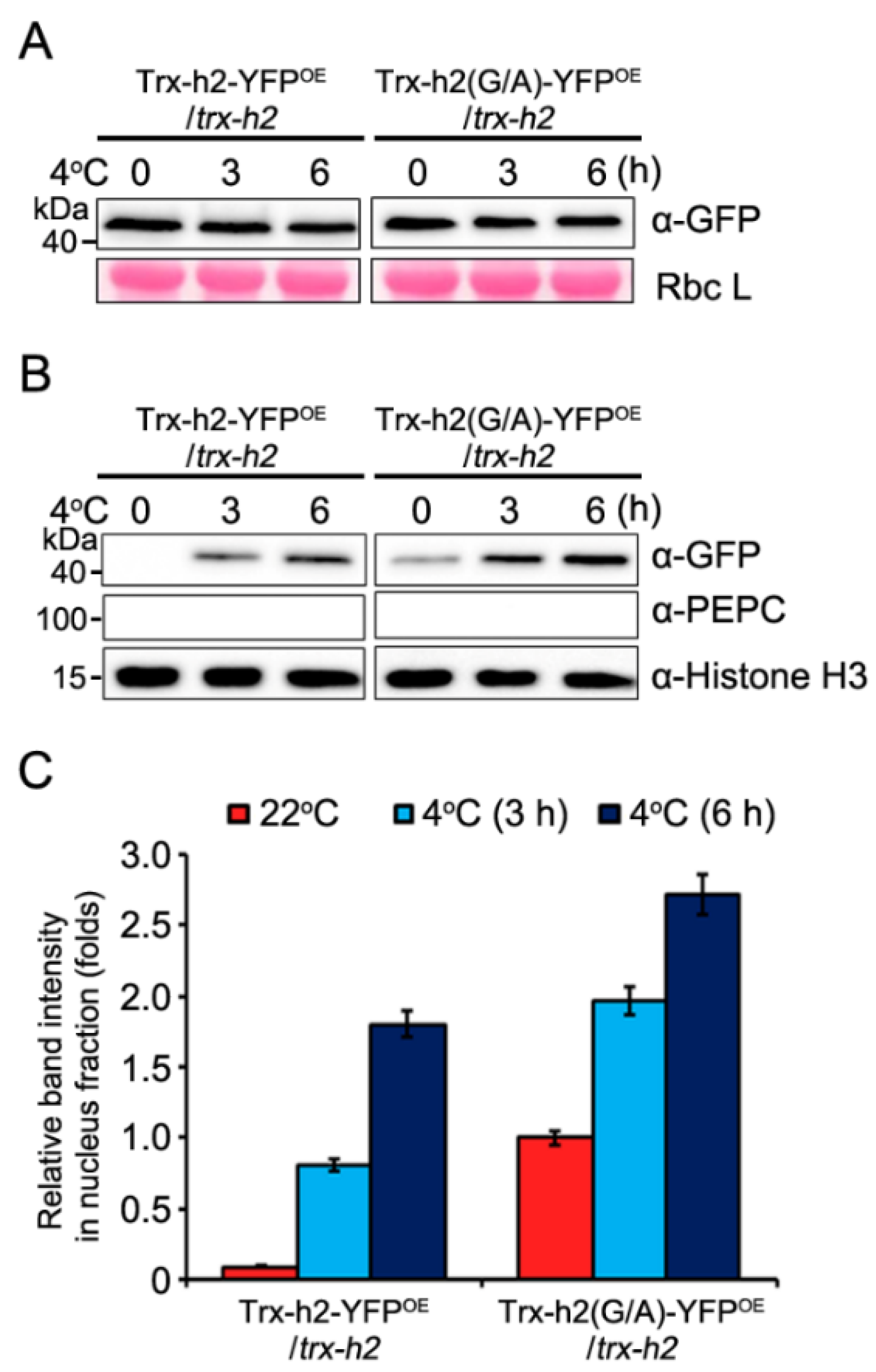 Antioxidants 10 01287 g002 550