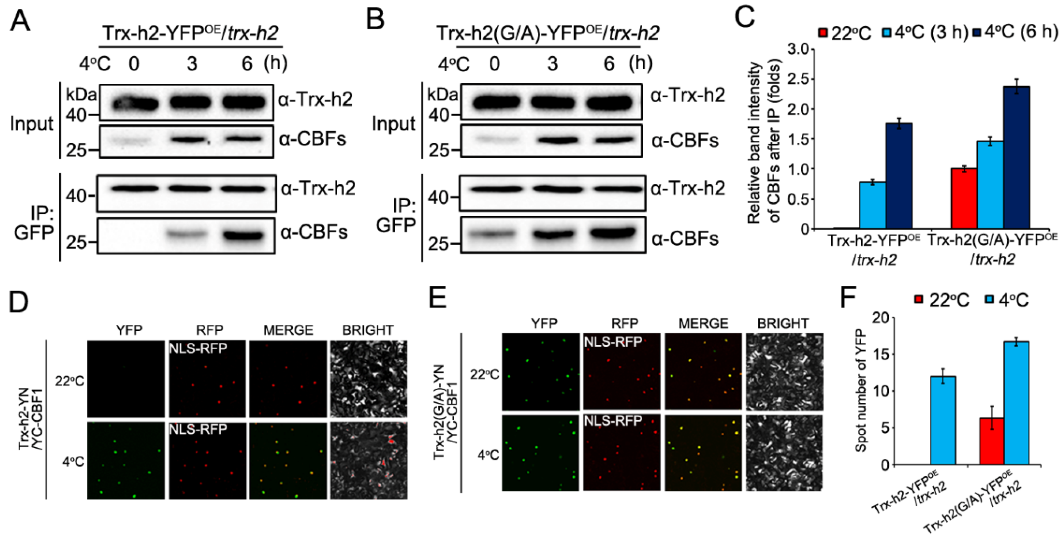 Antioxidants 10 01287 g003 550