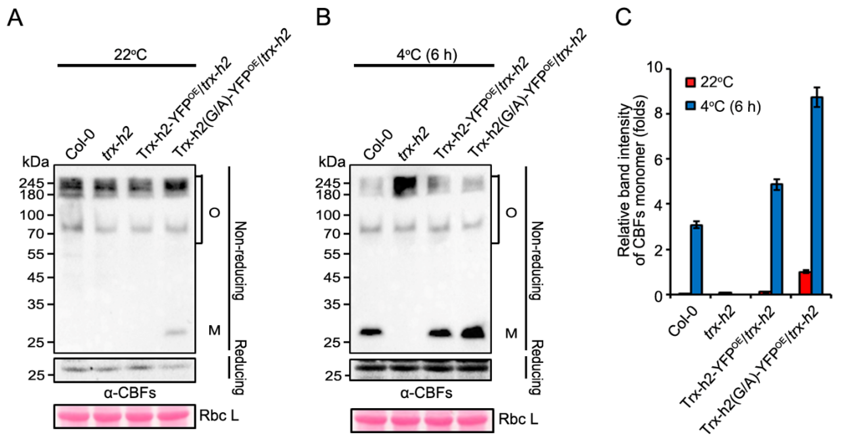 Antioxidants 10 01287 g004 550