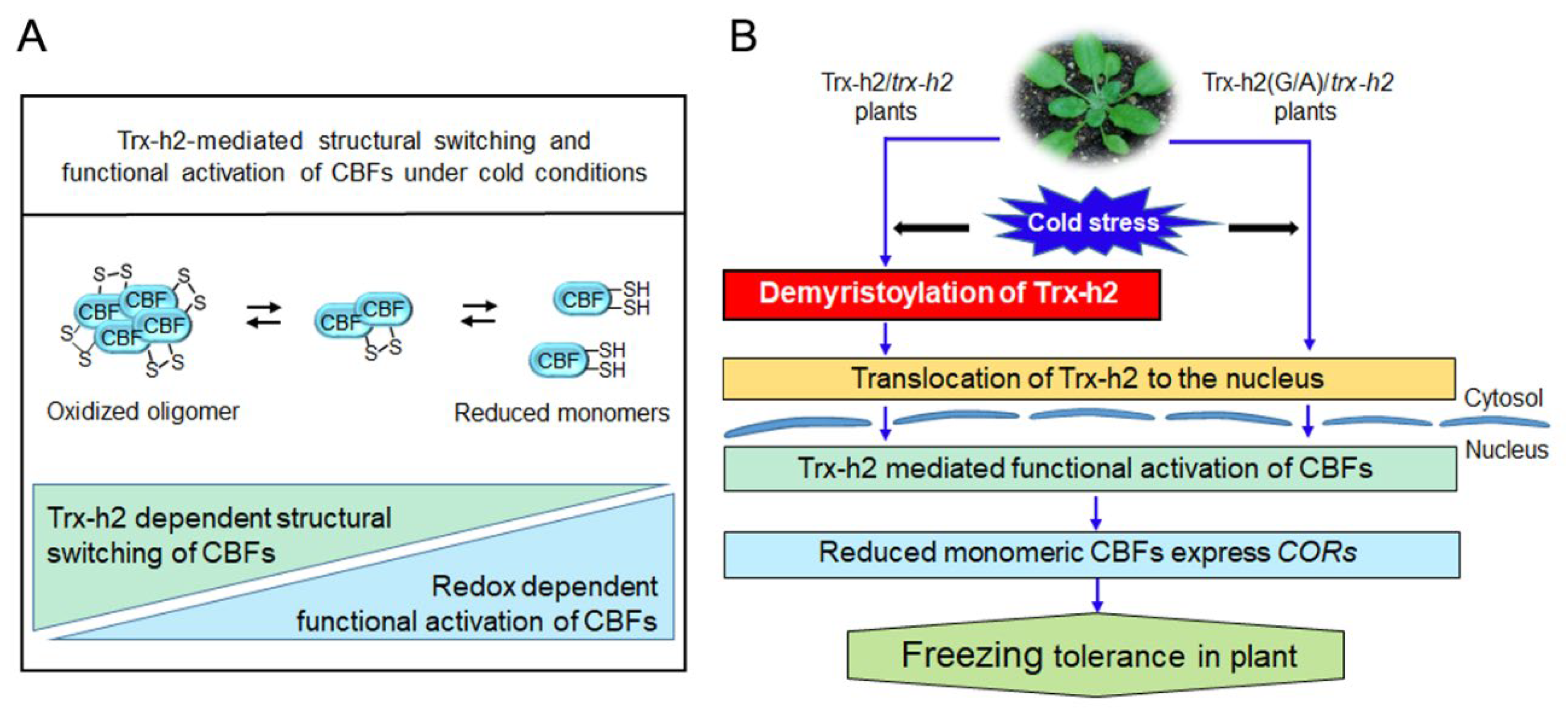 Antioxidants 10 01287 g008 550