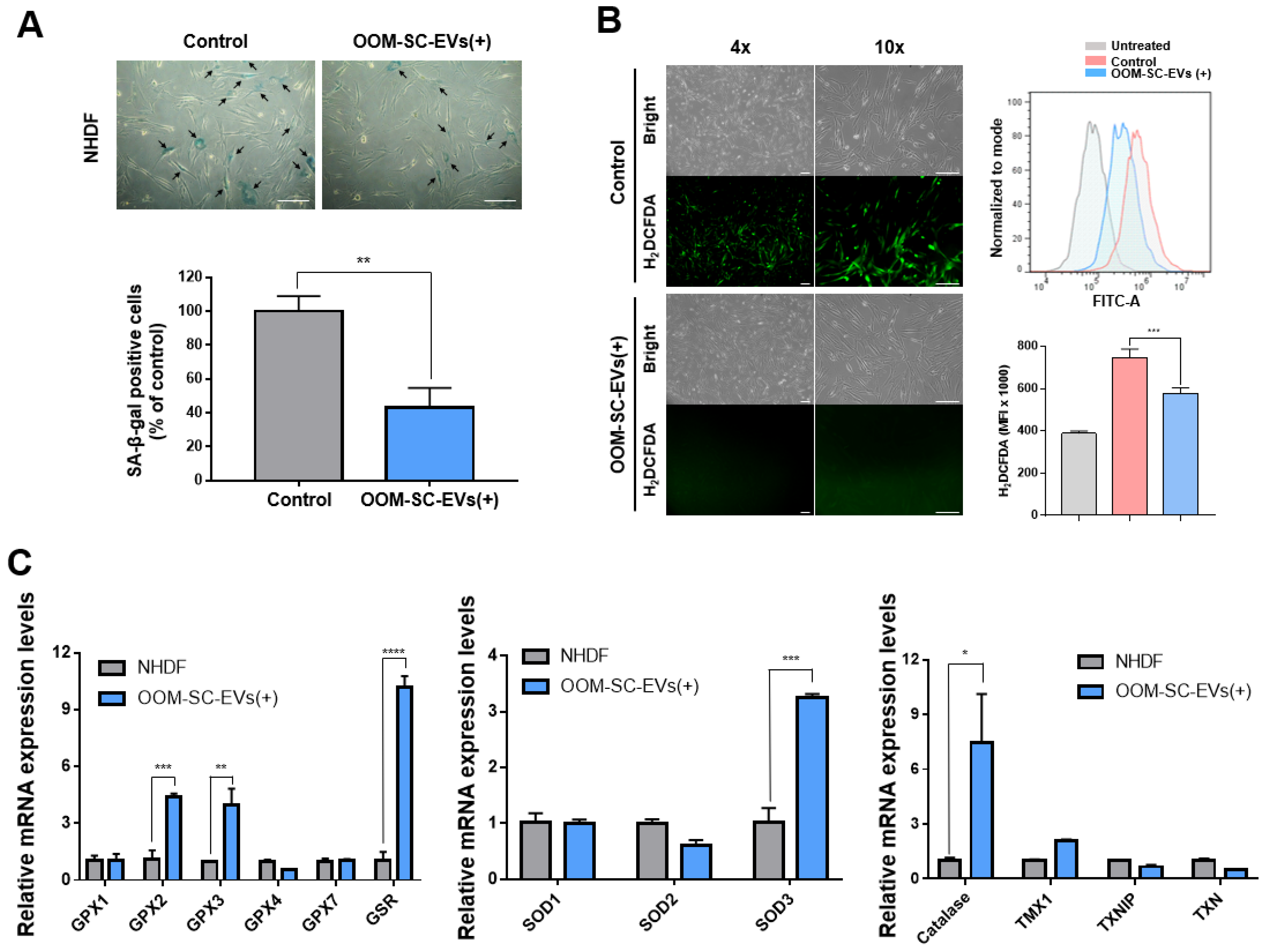 Antioxidants 10 01292 g004 Antioxidants 10 01292 g004