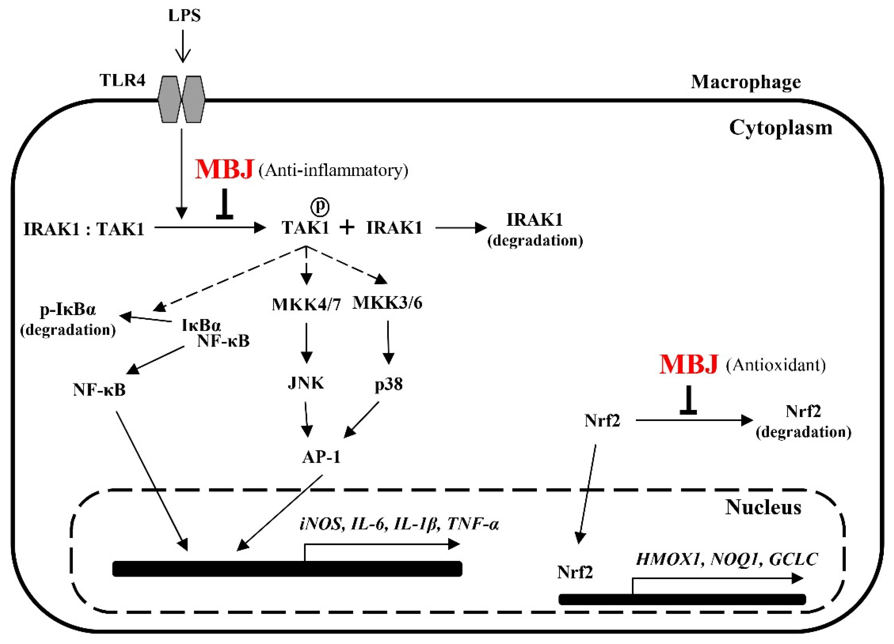 Antioxidants 10 01295 g007 550