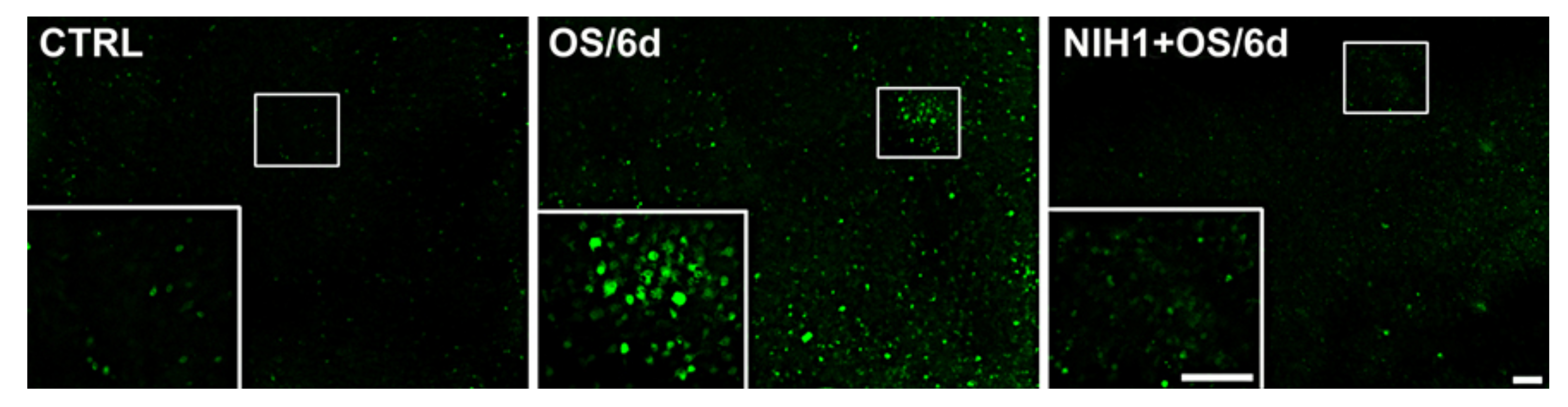 Antioxidants 10 01296 g007