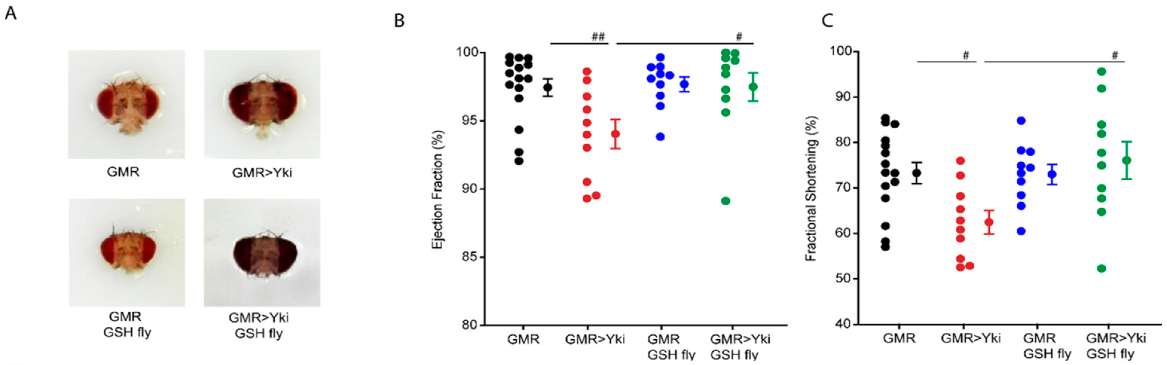 Antioxidants 10 01299 g003