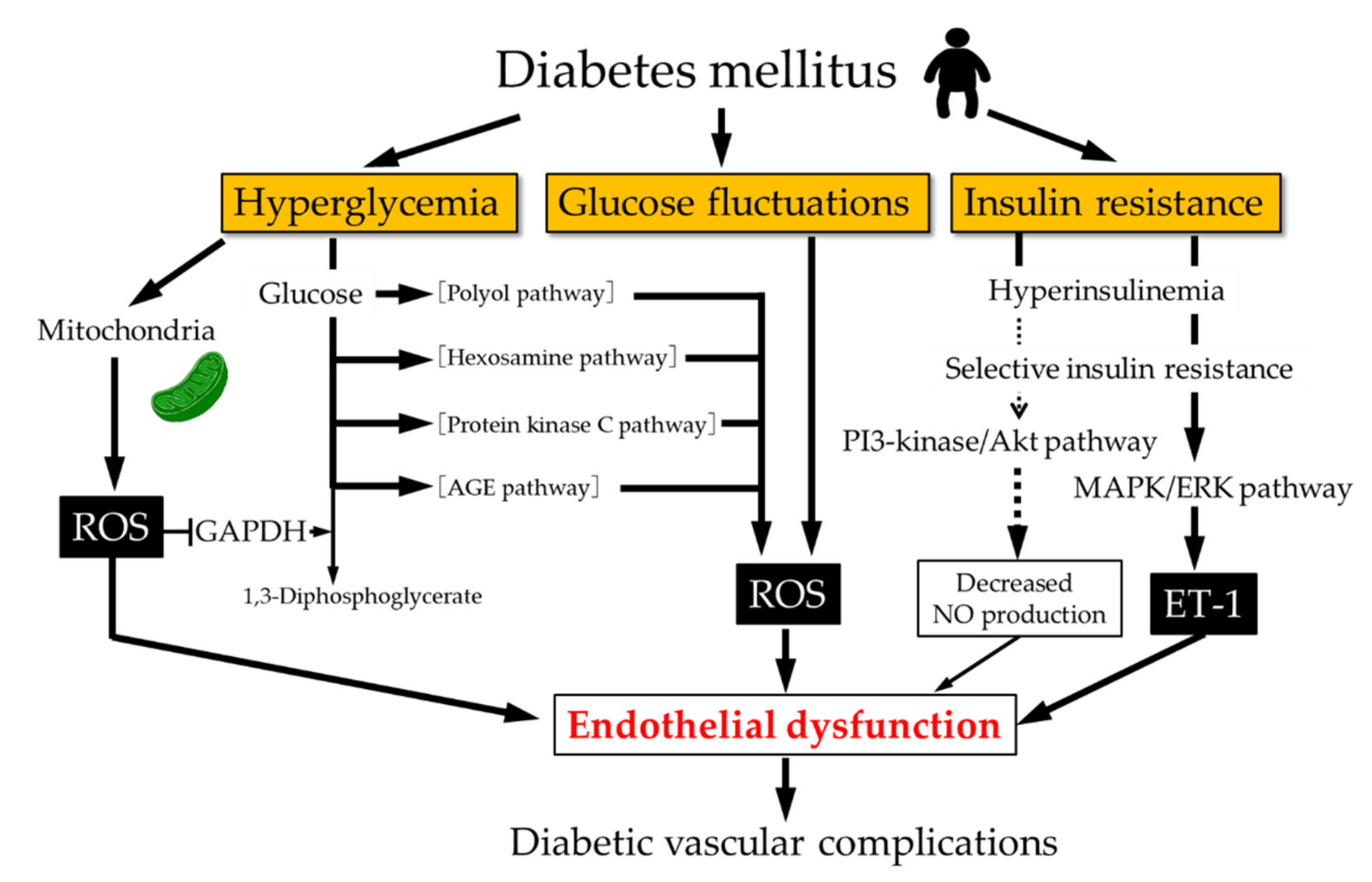 Hyperglycemia and insulin resistance