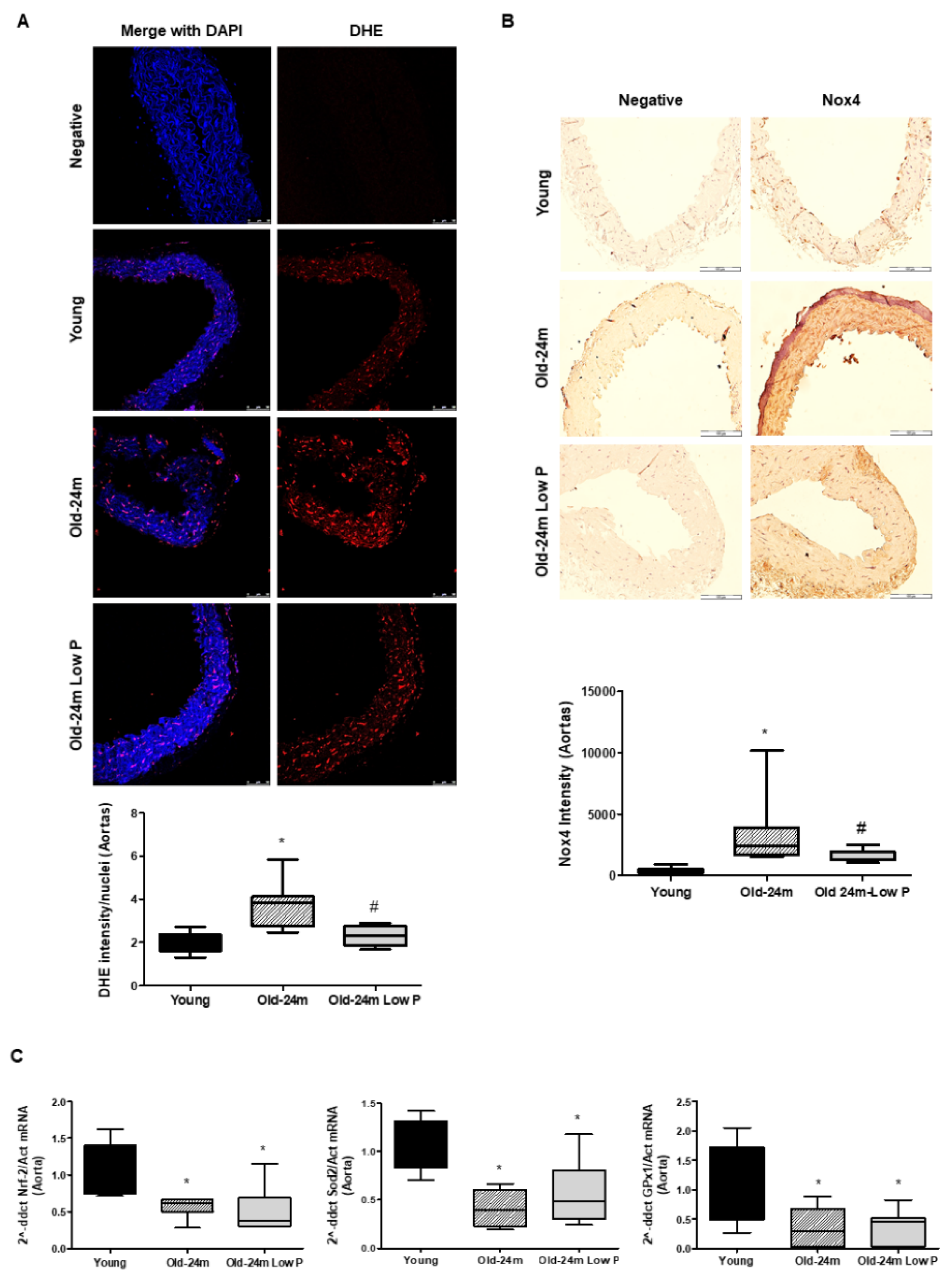 Antioxidants 10 01308 g003 550