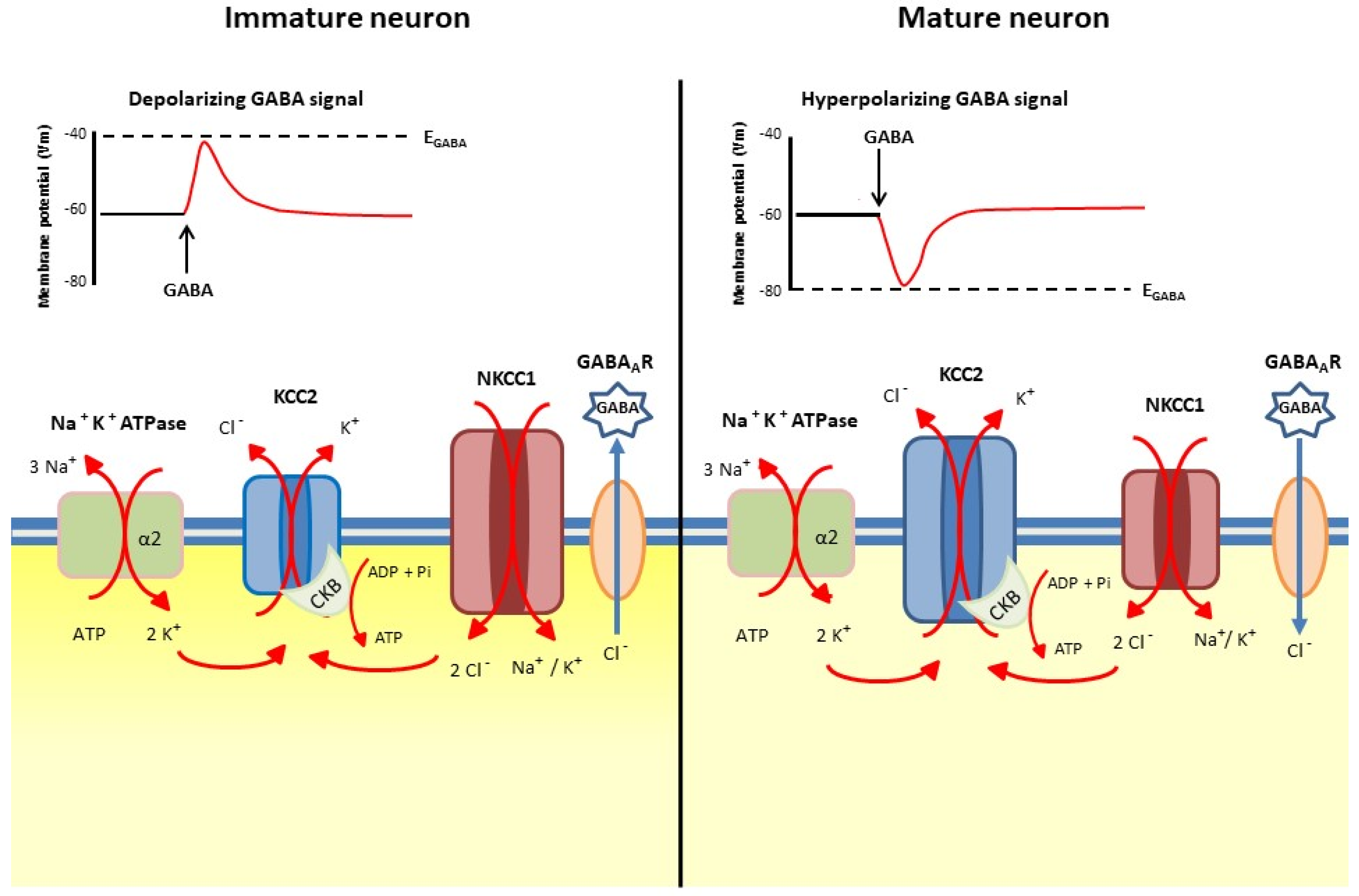 Antioxidants 10 01316 g001