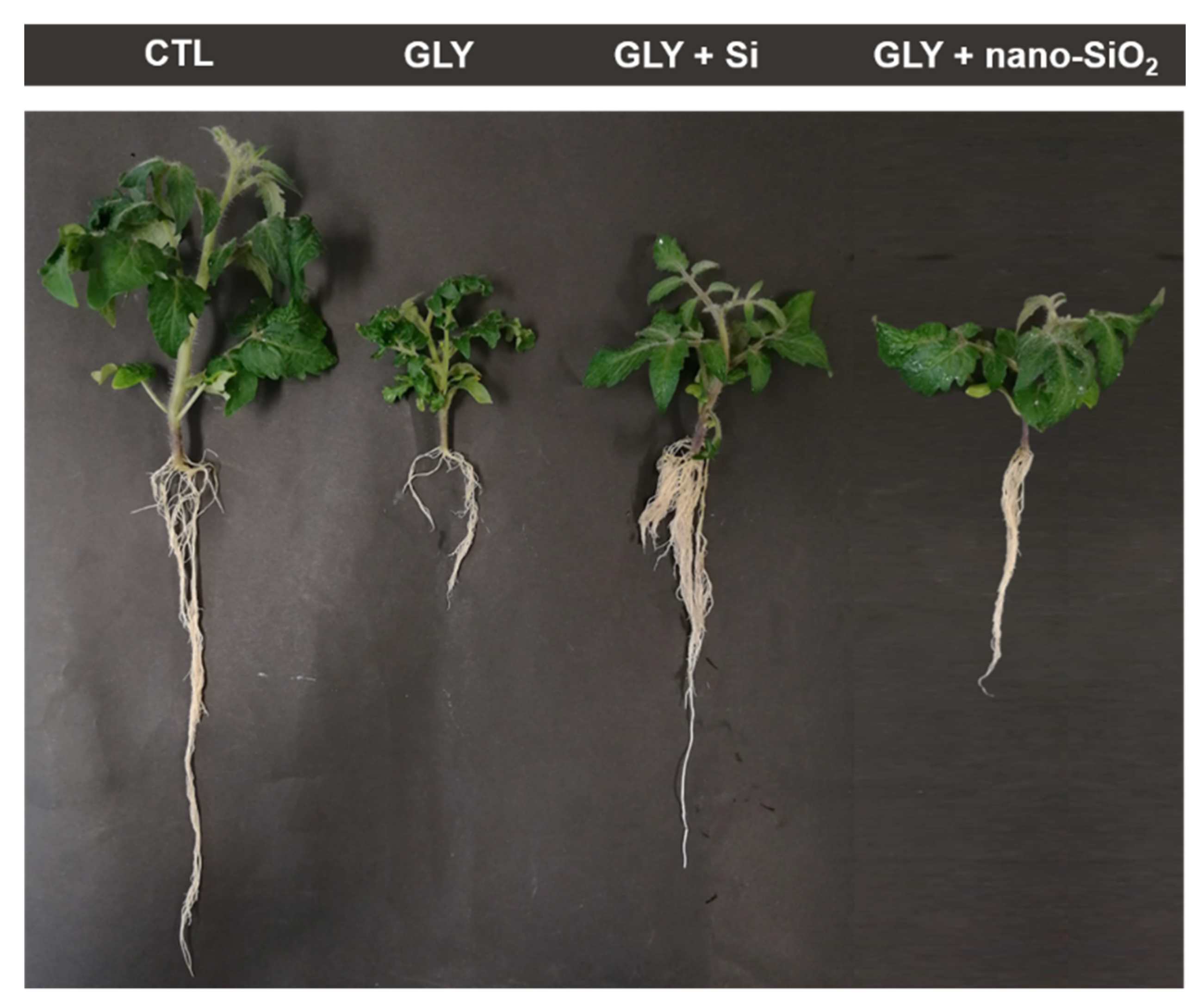 Antioxidants 10 01320 g002 550
