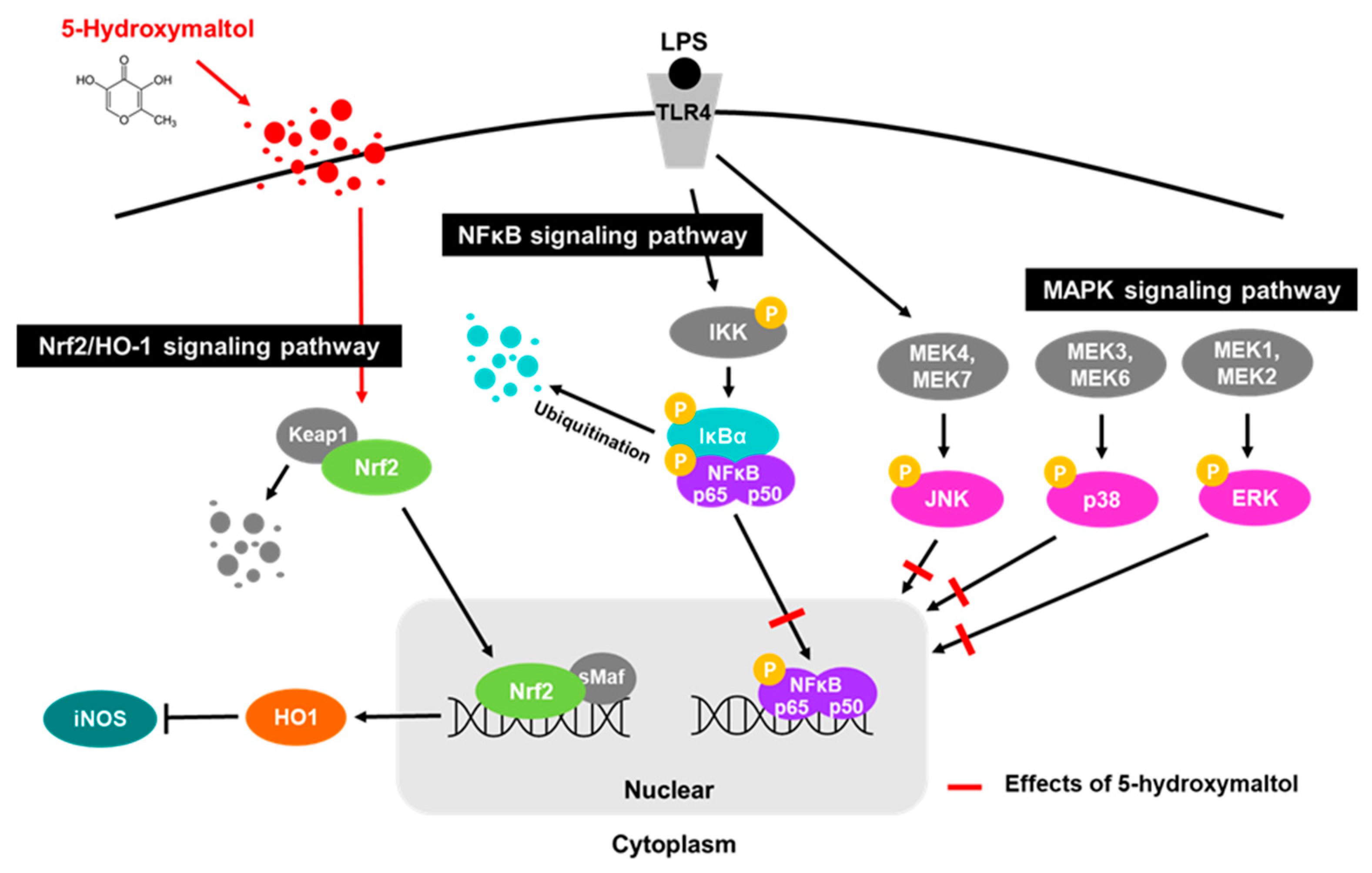 Antioxidants 10 01324 g009
