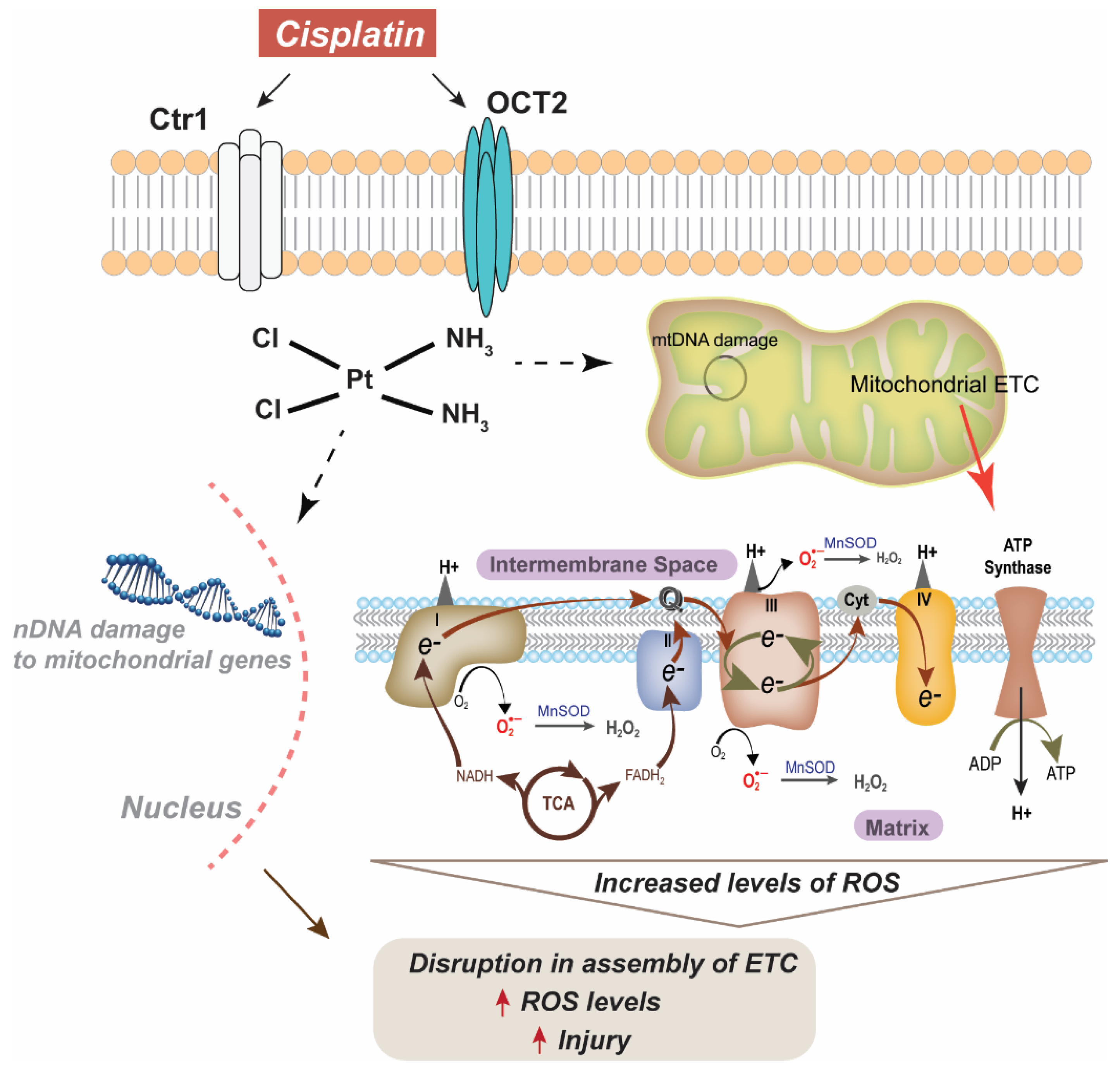 Antioxidants 10 01329 g001 Antioxidants 10 01329 g001