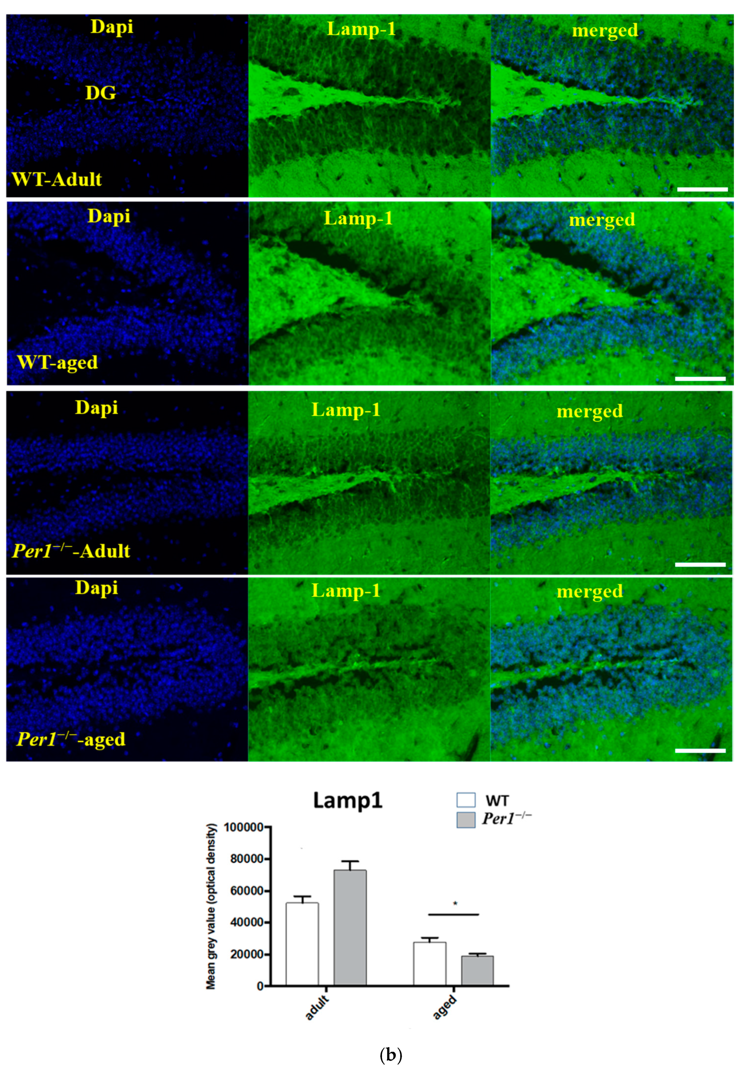 Antioxidants 10 01330 g002b