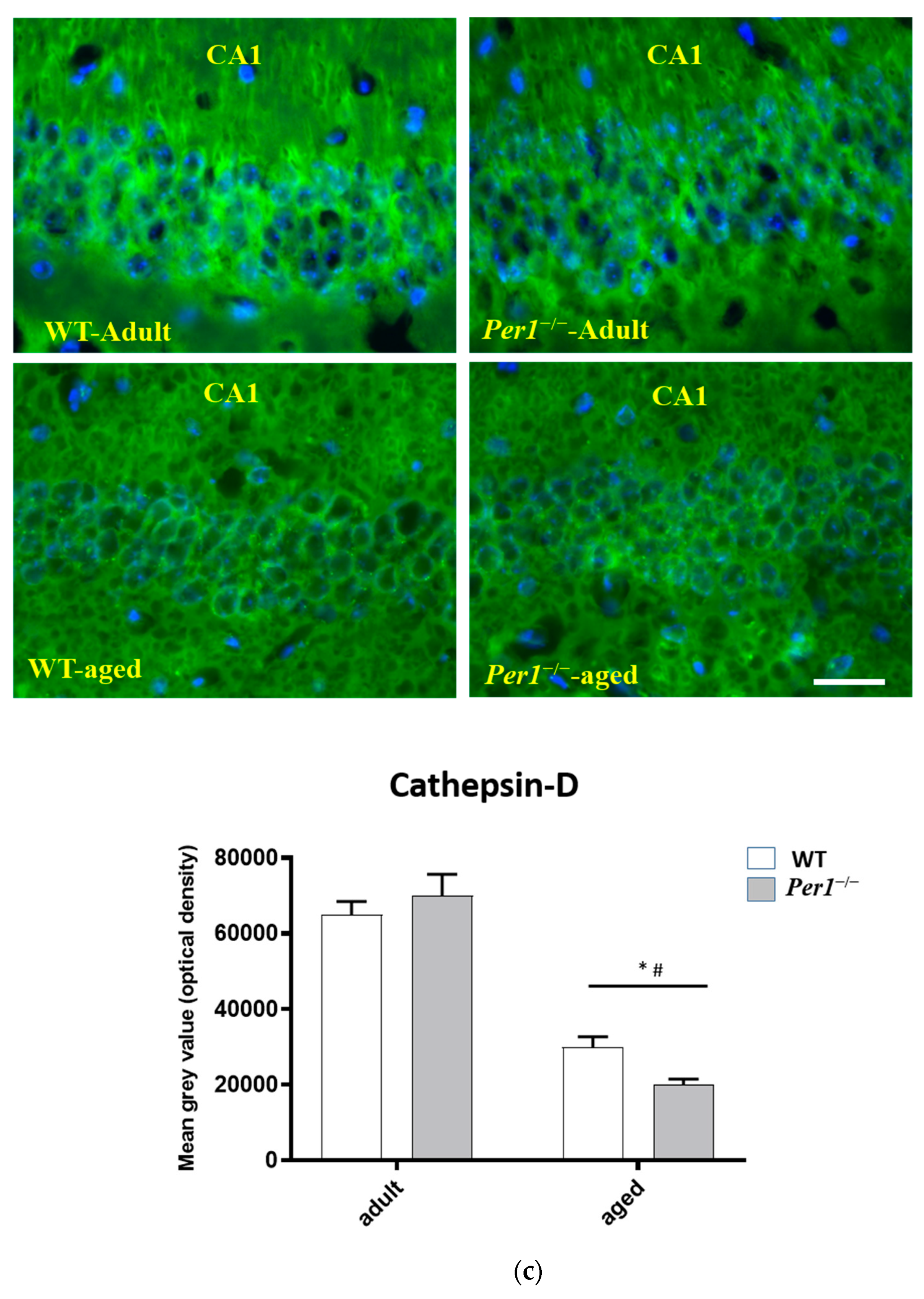 Antioxidants 10 01330 g002c