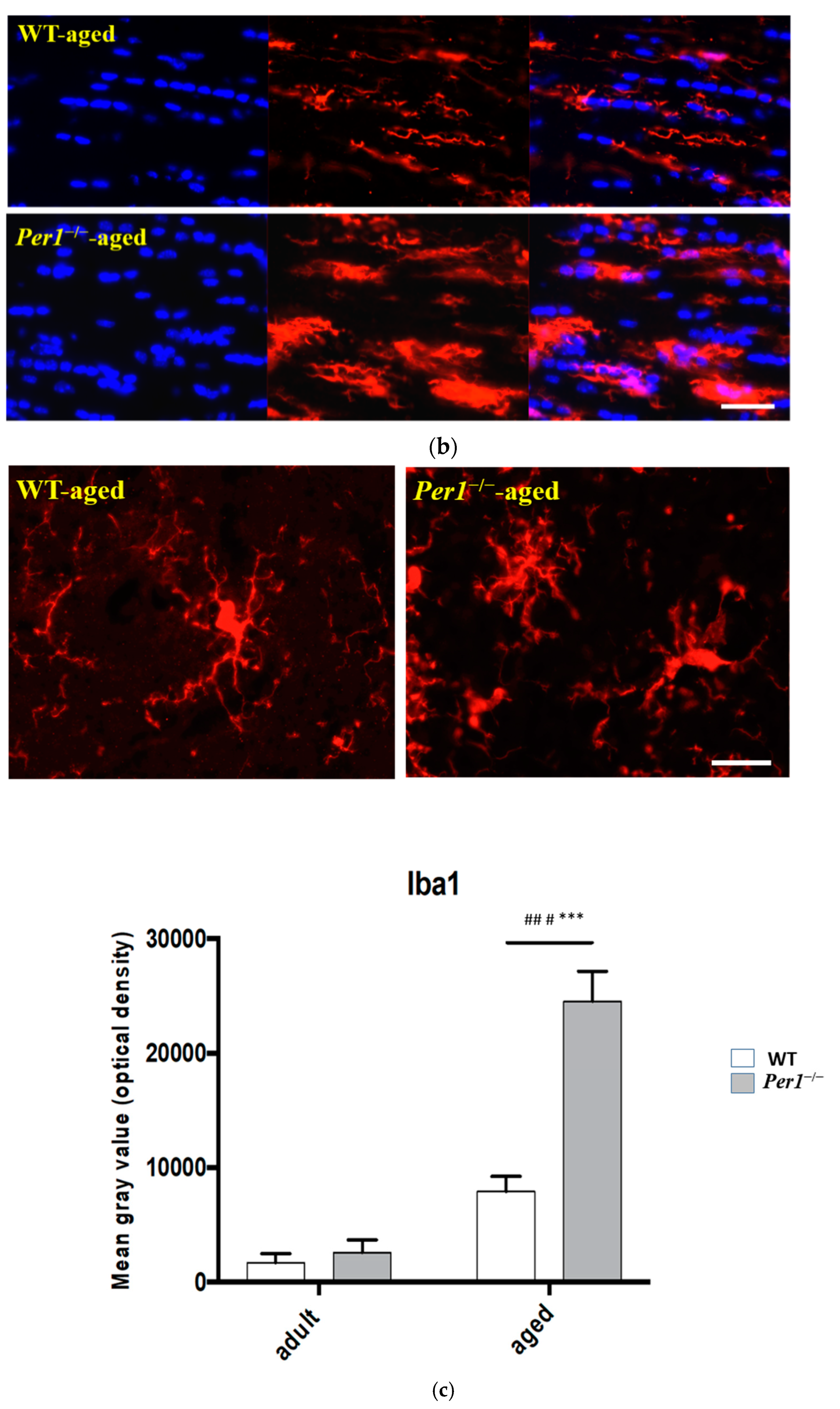 Antioxidants 10 01330 g003b