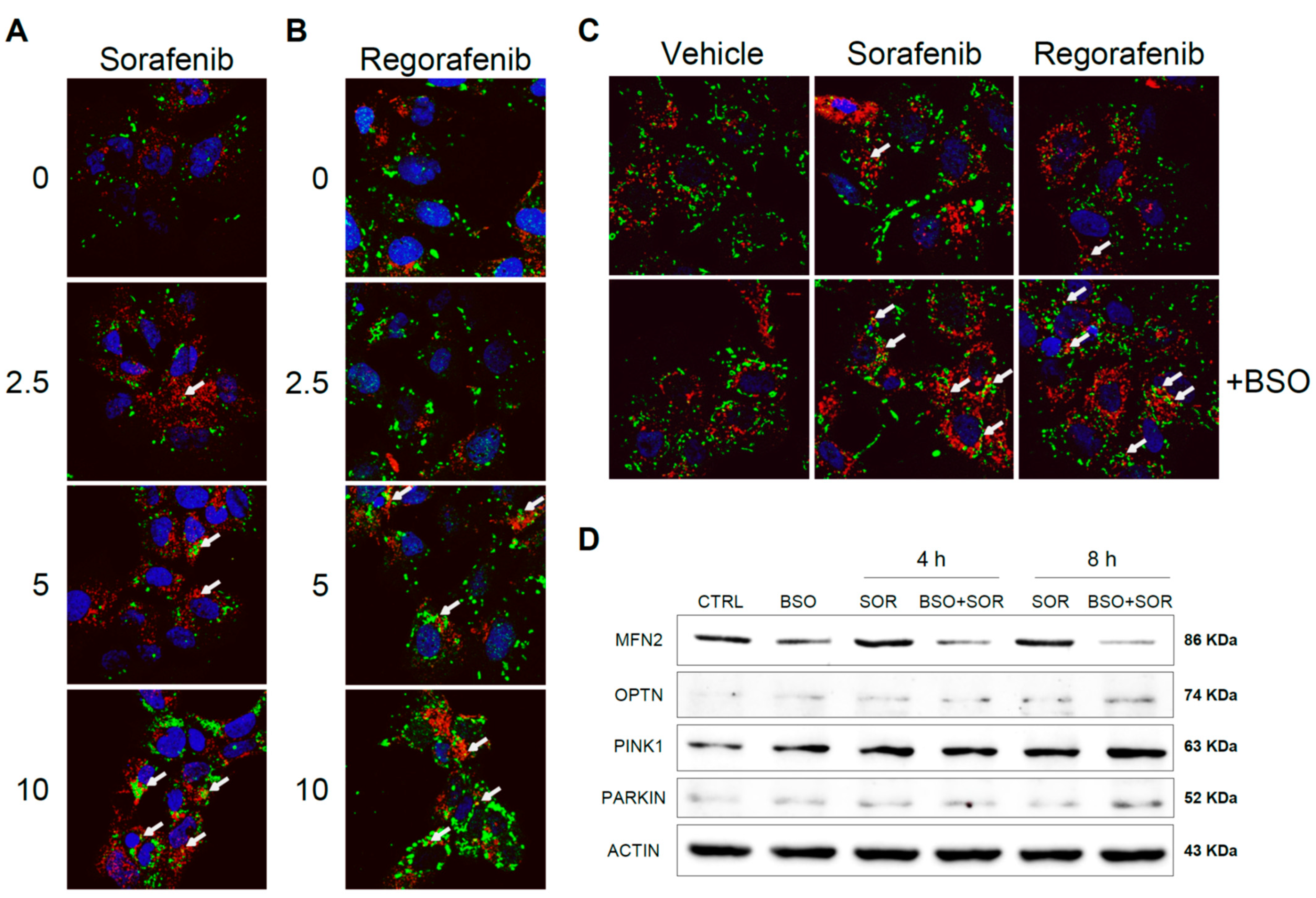 Antioxidants 10 01336 g007 550