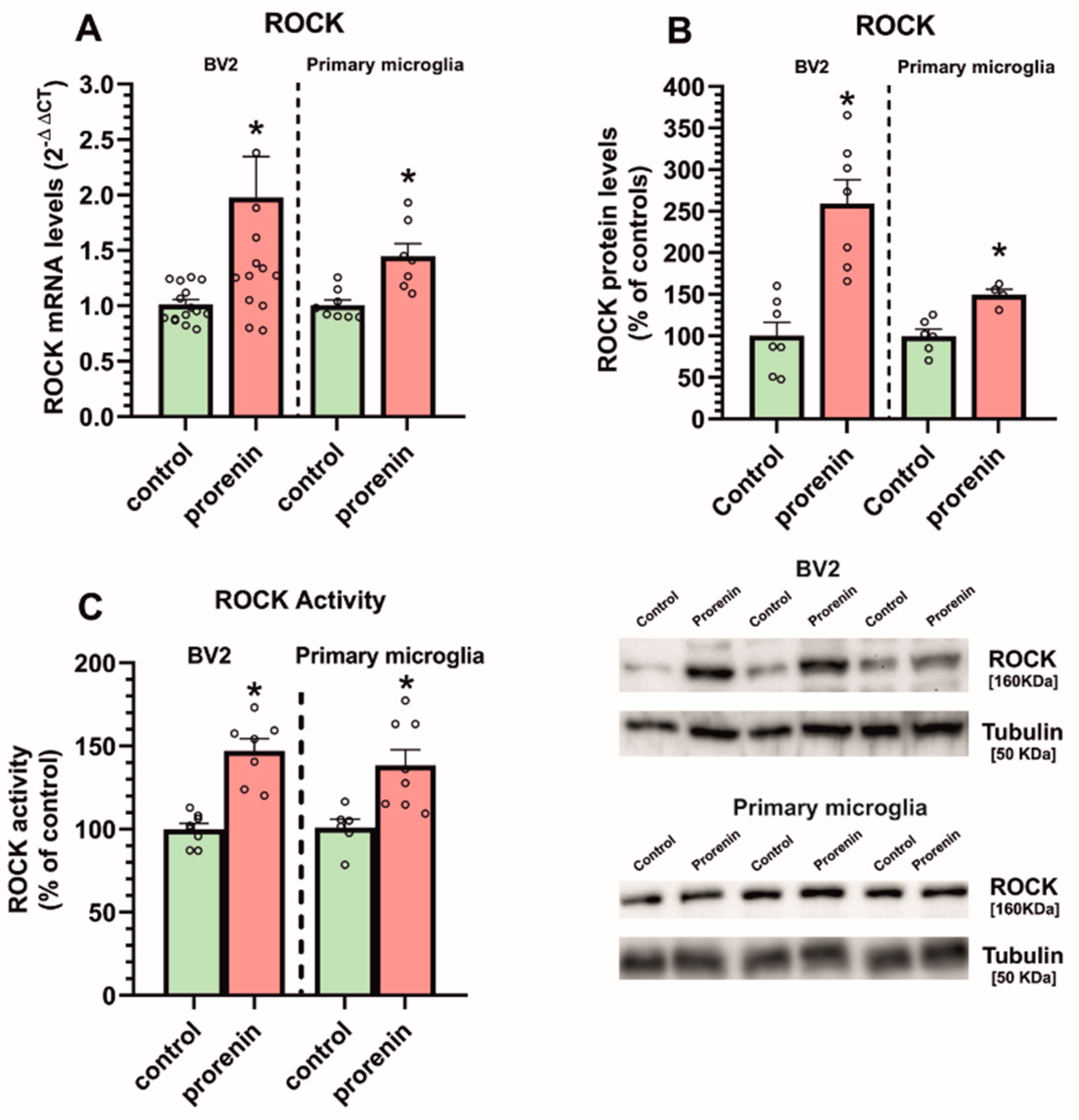 Antioxidants 10 01340 g005