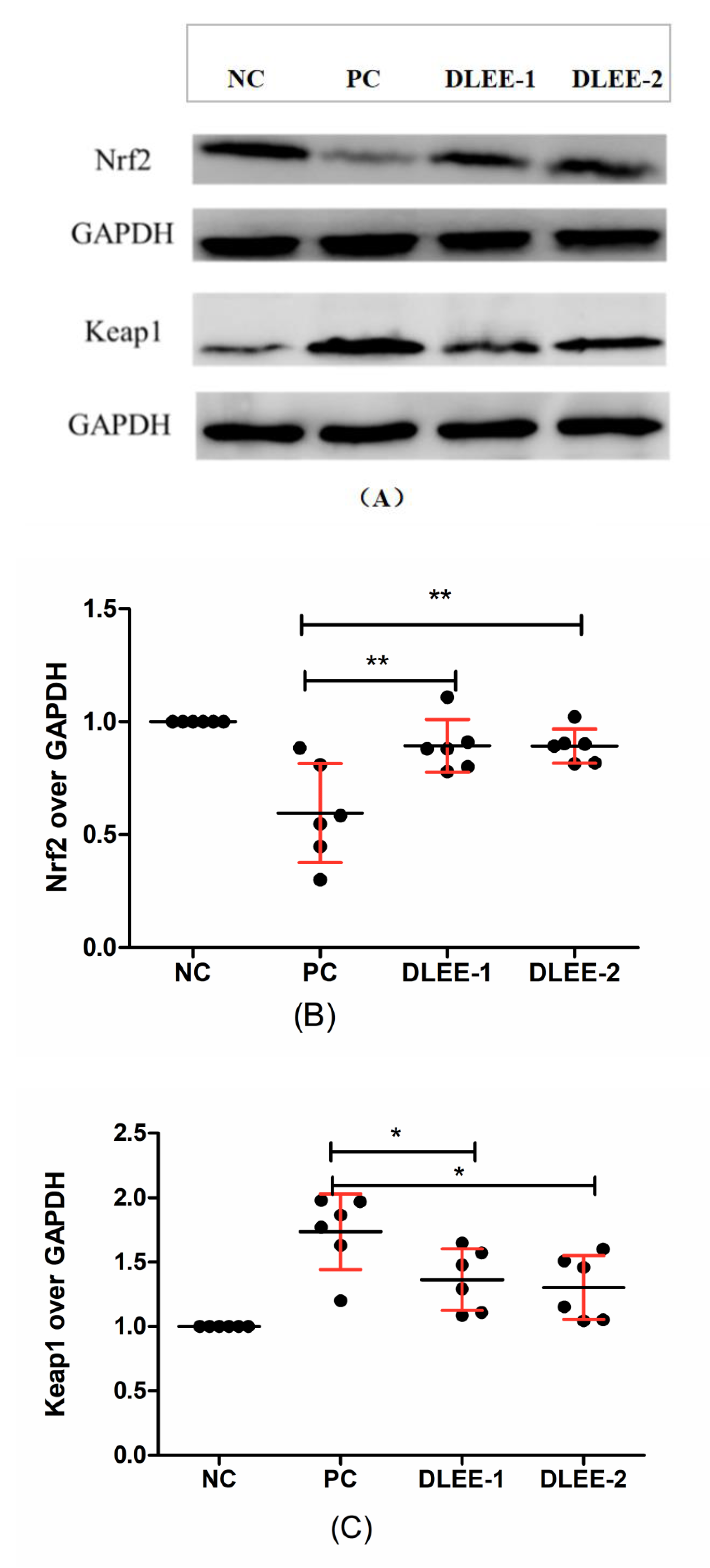 Antioxidants 10 01354 g005