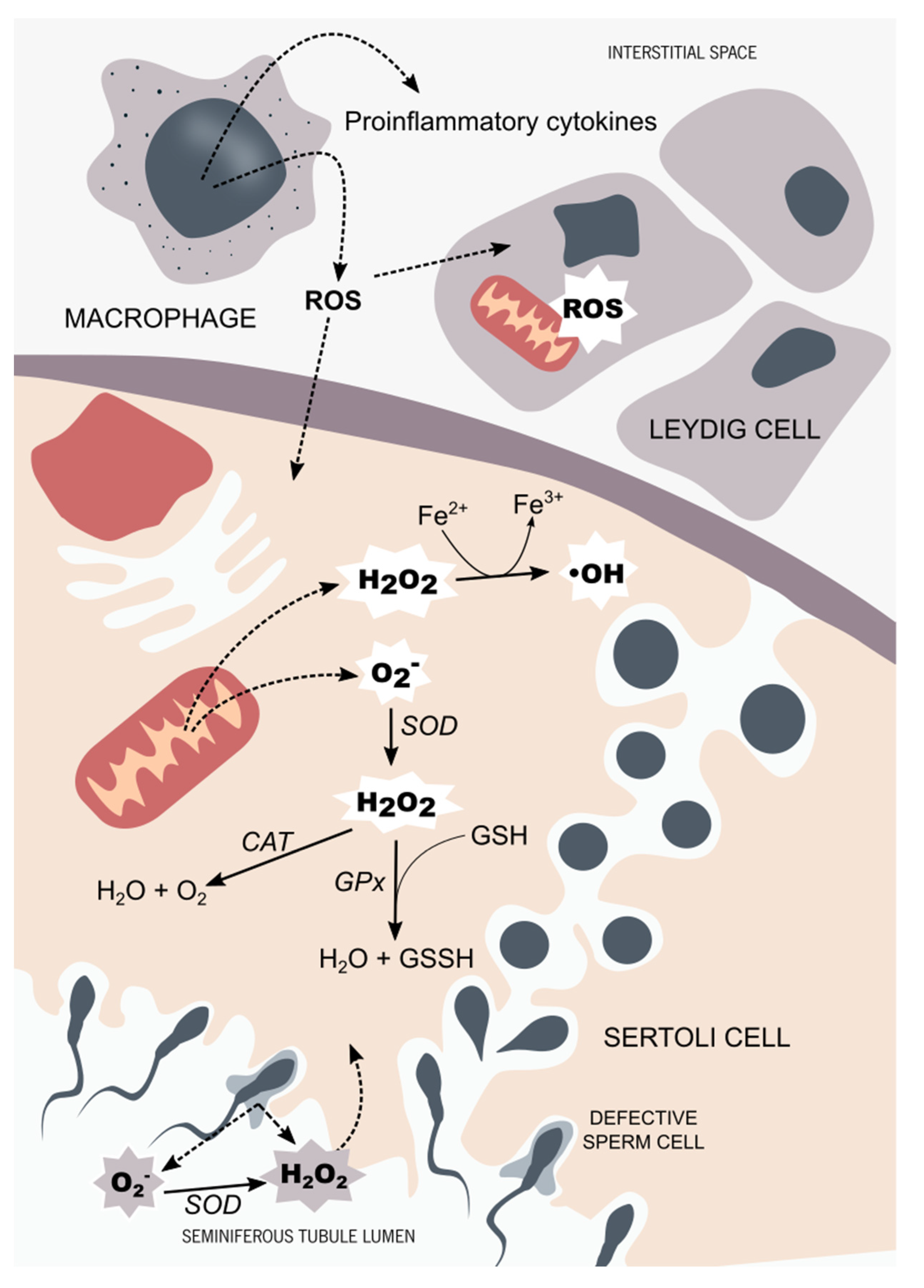Antioxidants 10 01365 g001