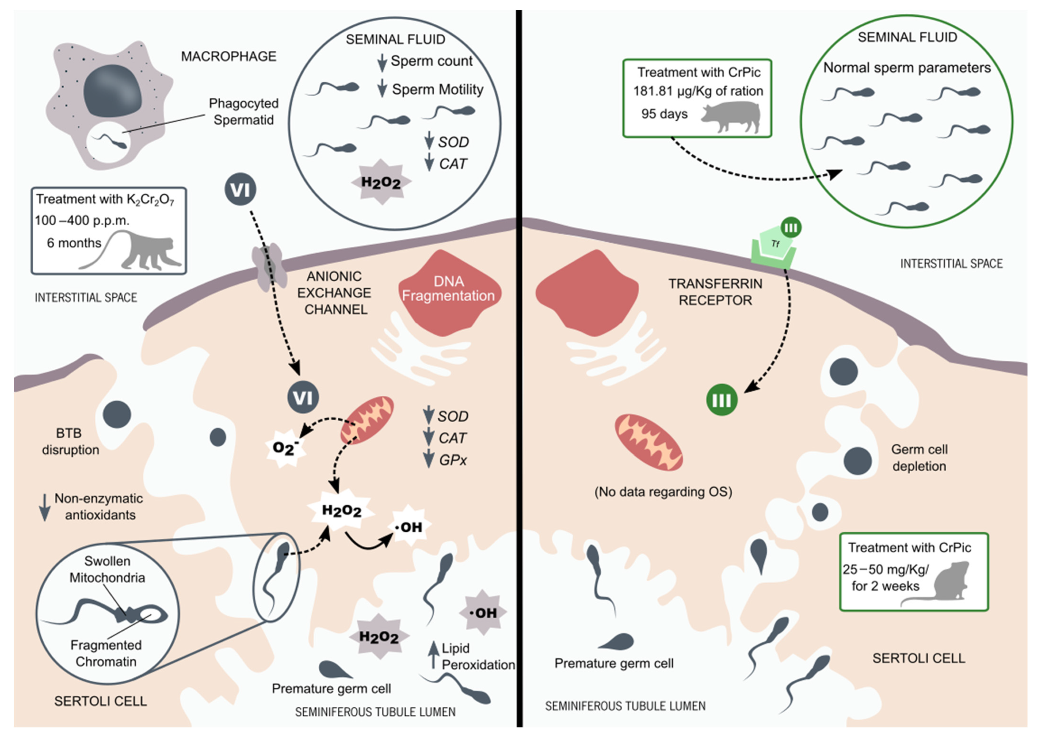 Antioxidants 10 01365 g003