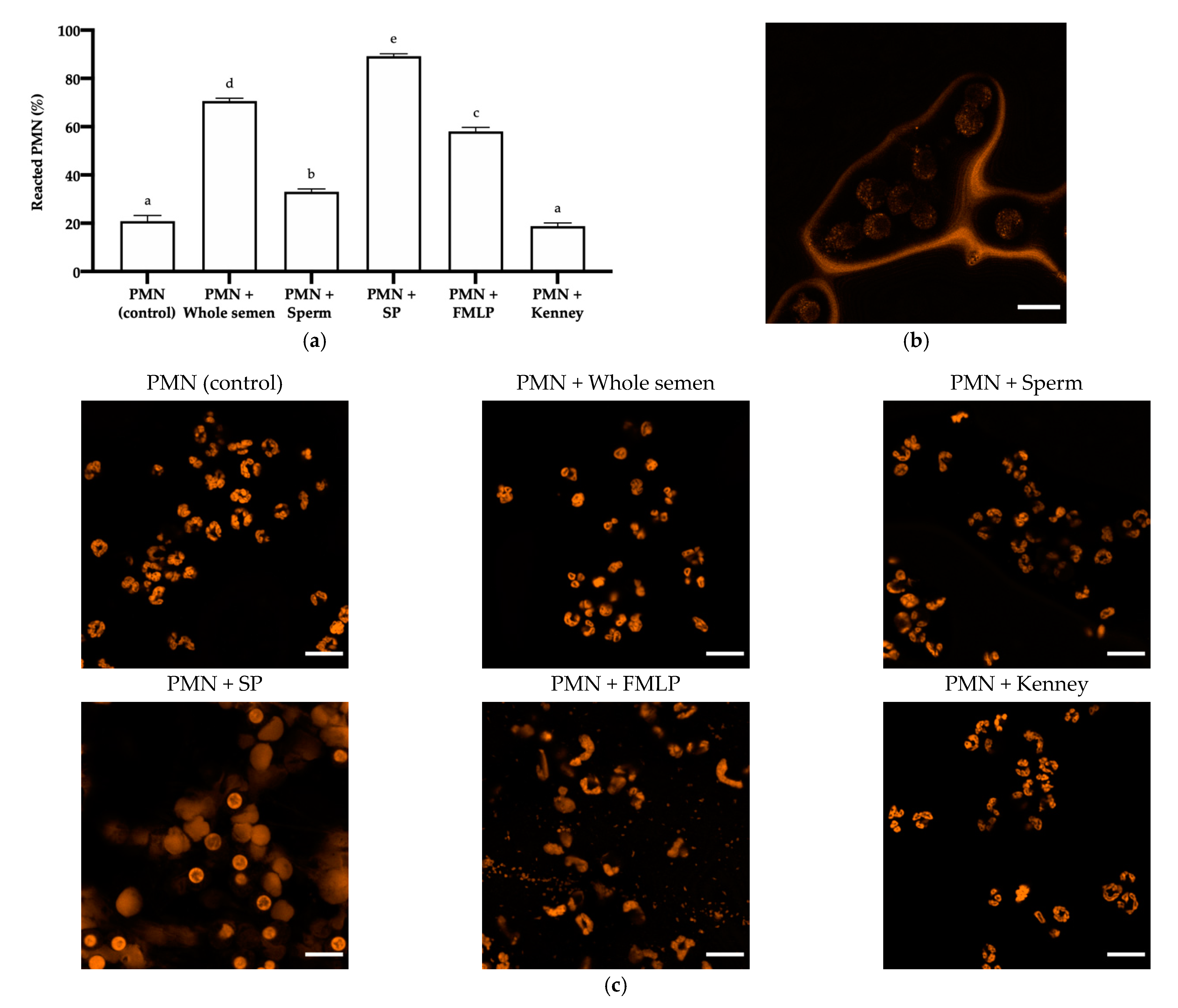 Antioxidants 10 01367 g006 Antioxidants 10 01367 g006