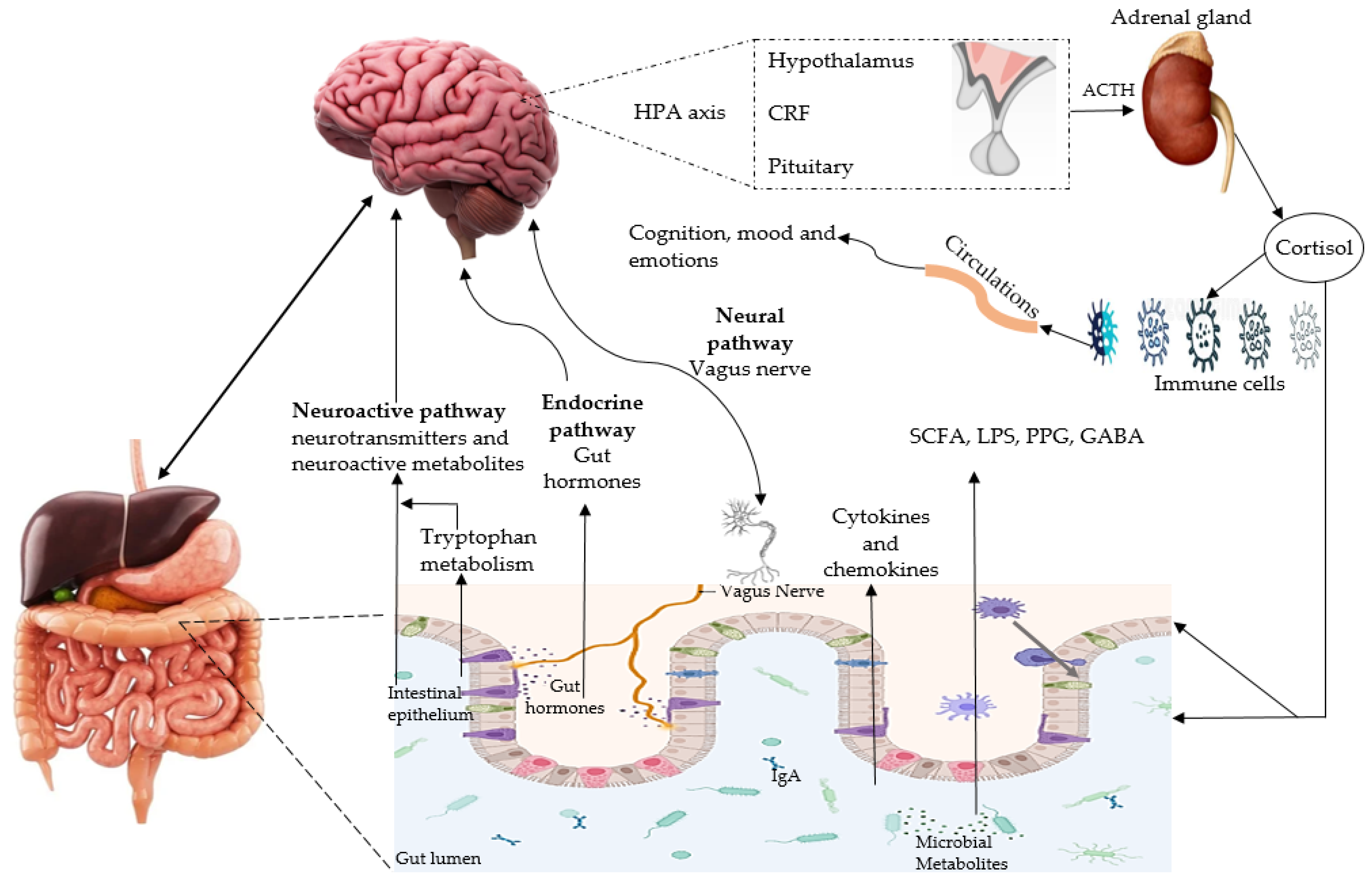 Antioxidants 10 01370 g002