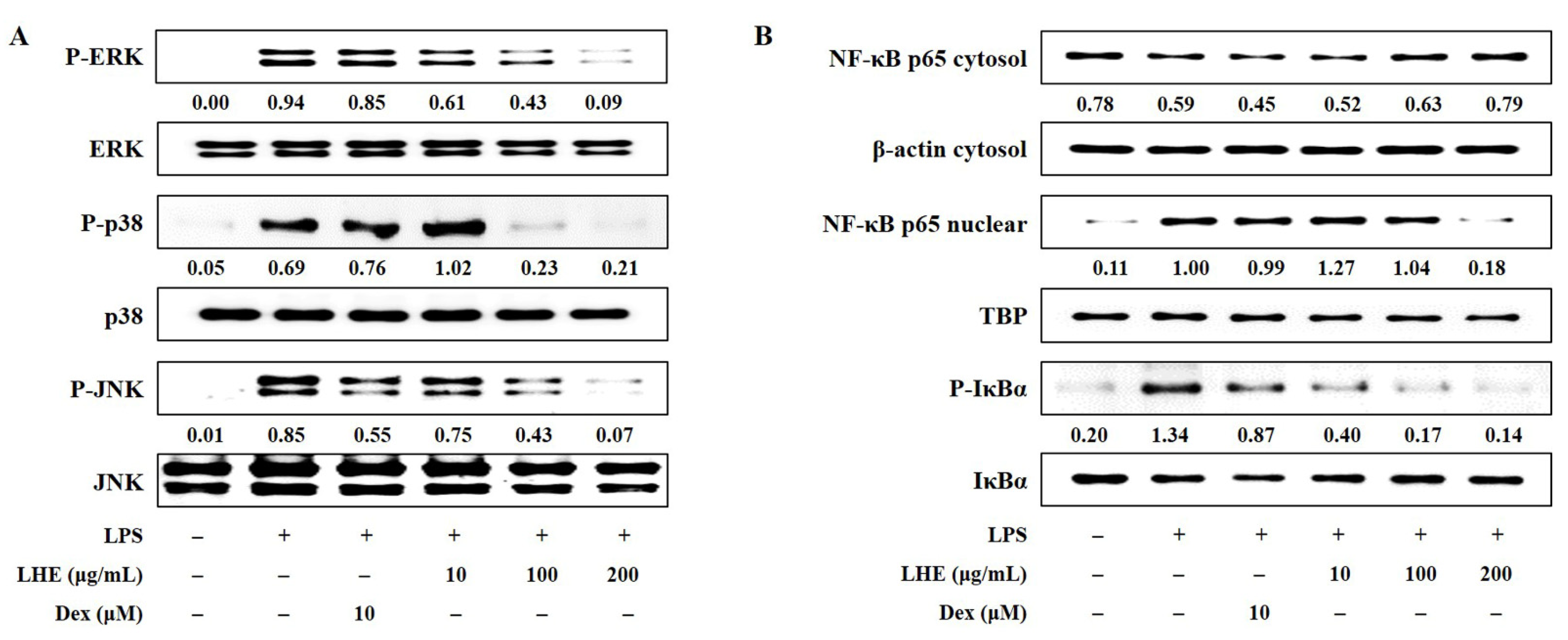 Antioxidants 10 01387 g003 Antioxidants 10 01387 g003