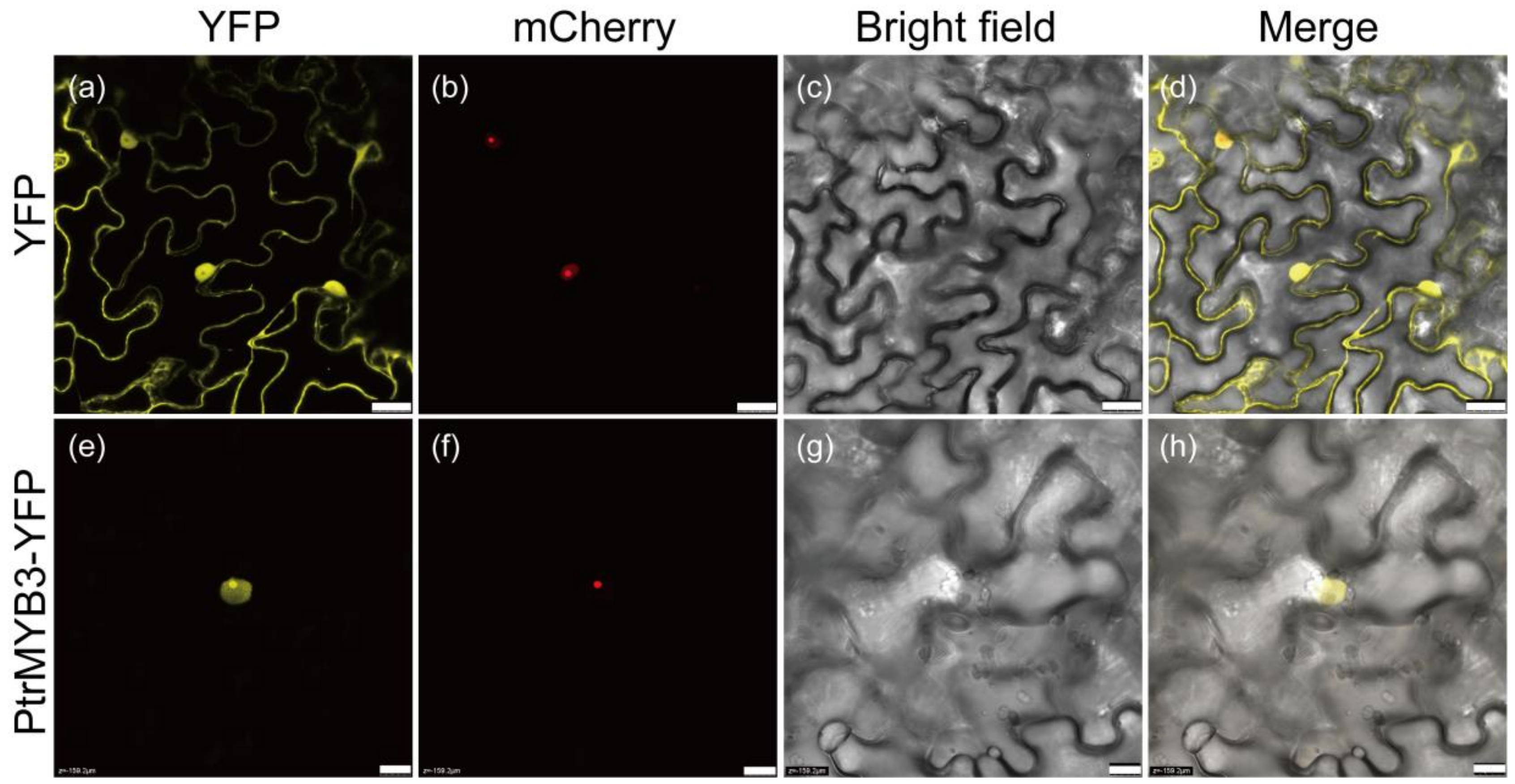 Antioxidants 10 01388 g003